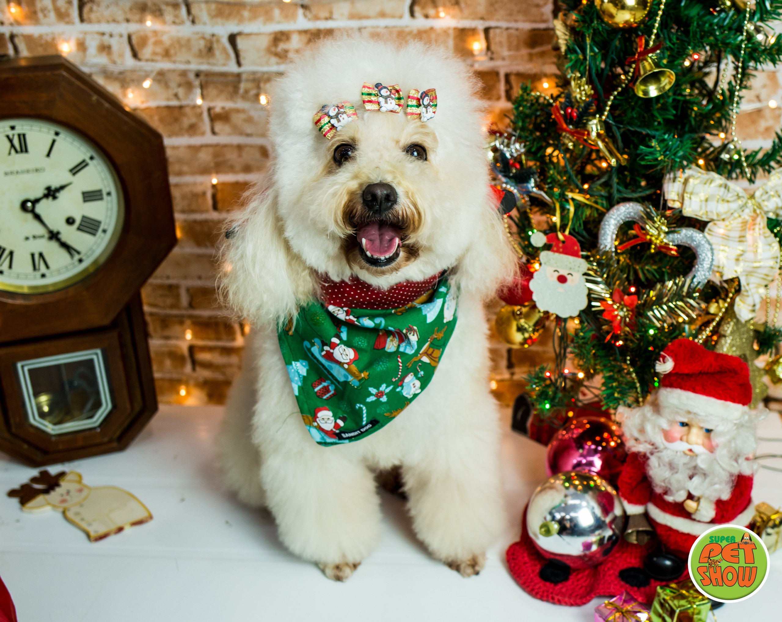 2019 — Natal encantado dos Pets. Fotografia Pet — estúdio, eventos, aniversários, ensaios temáticos