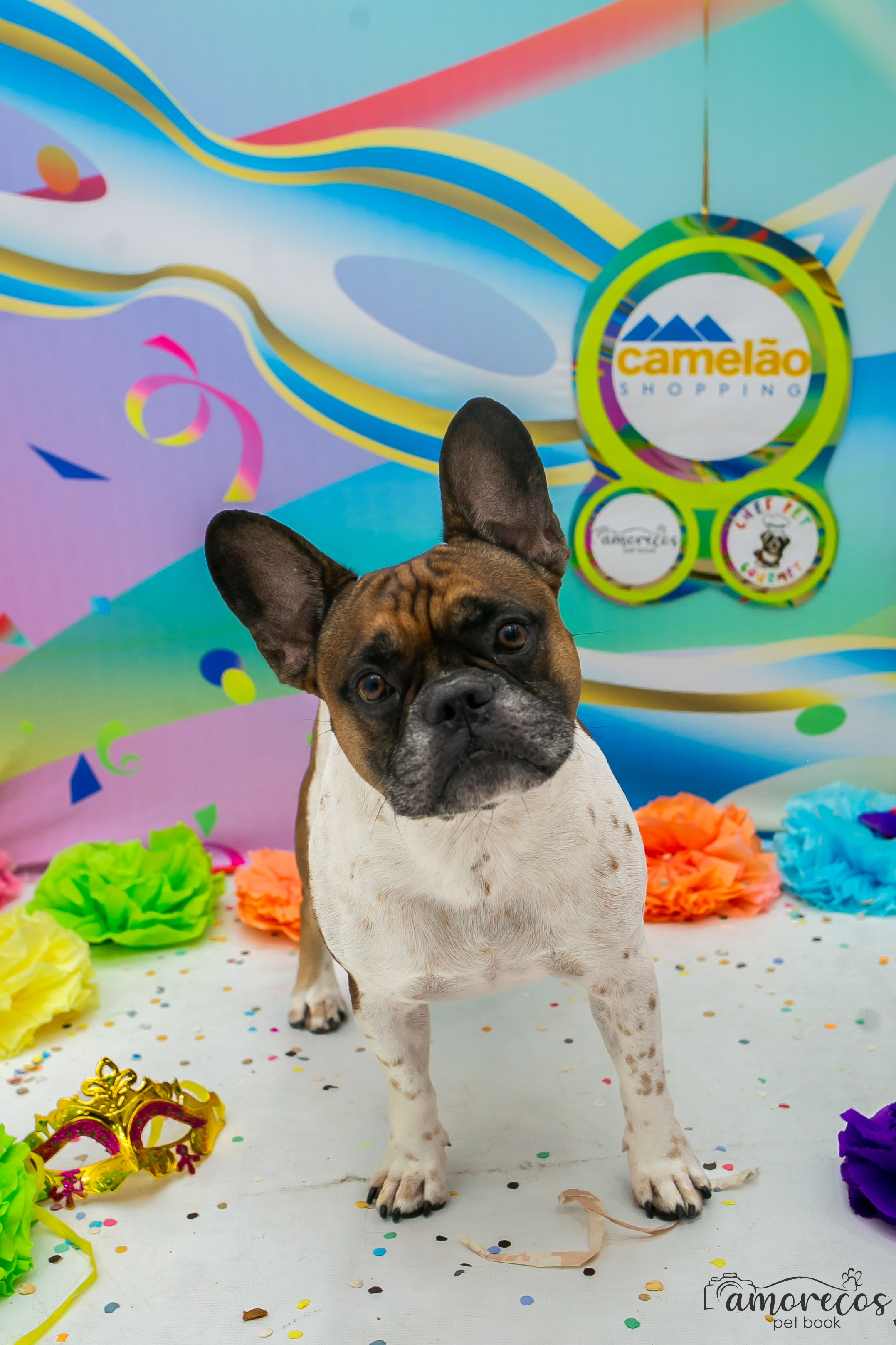 Carnaval 2026 — Camelão. Fotografia Pet — estúdio, eventos, aniversários, ensaios temáticos