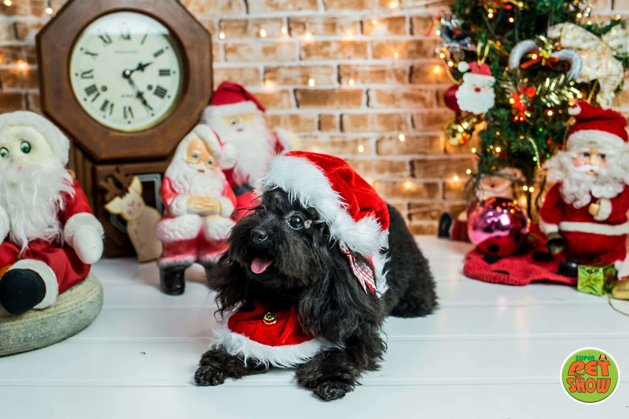 2019 — Natal encantado dos Pets. Fotografia Pet — estúdio, eventos, aniversários, ensaios temáticos