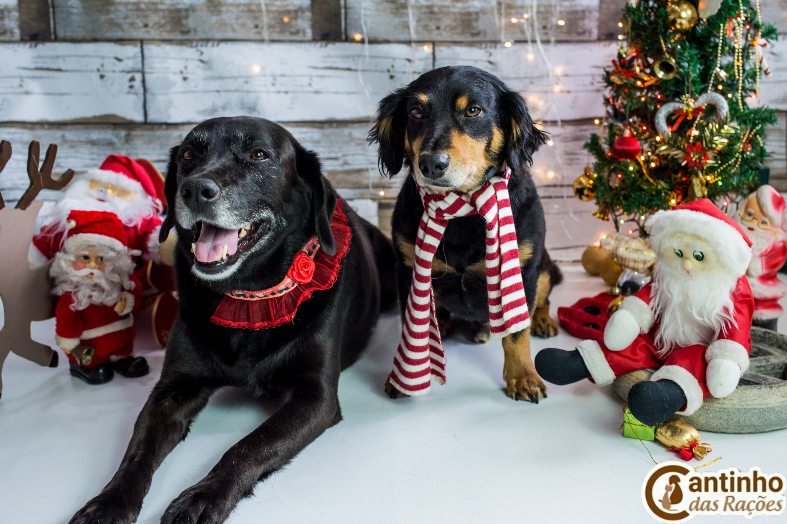 2019 — Natal encantado dos Pets. Fotografia Pet — estúdio, eventos, aniversários, ensaios temáticos