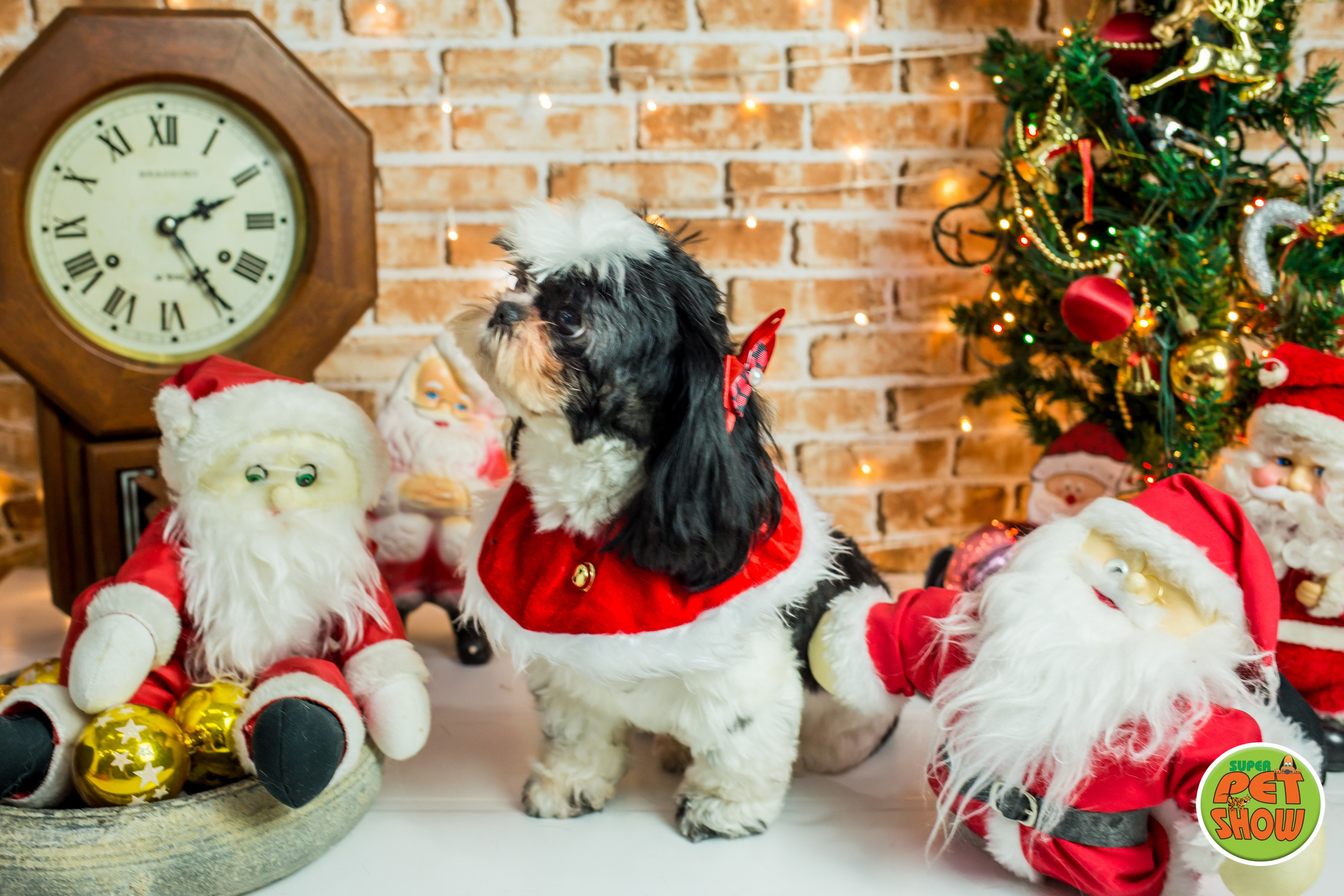 2019 — Natal encantado dos Pets. Fotografia Pet — estúdio, eventos, aniversários, ensaios temáticos