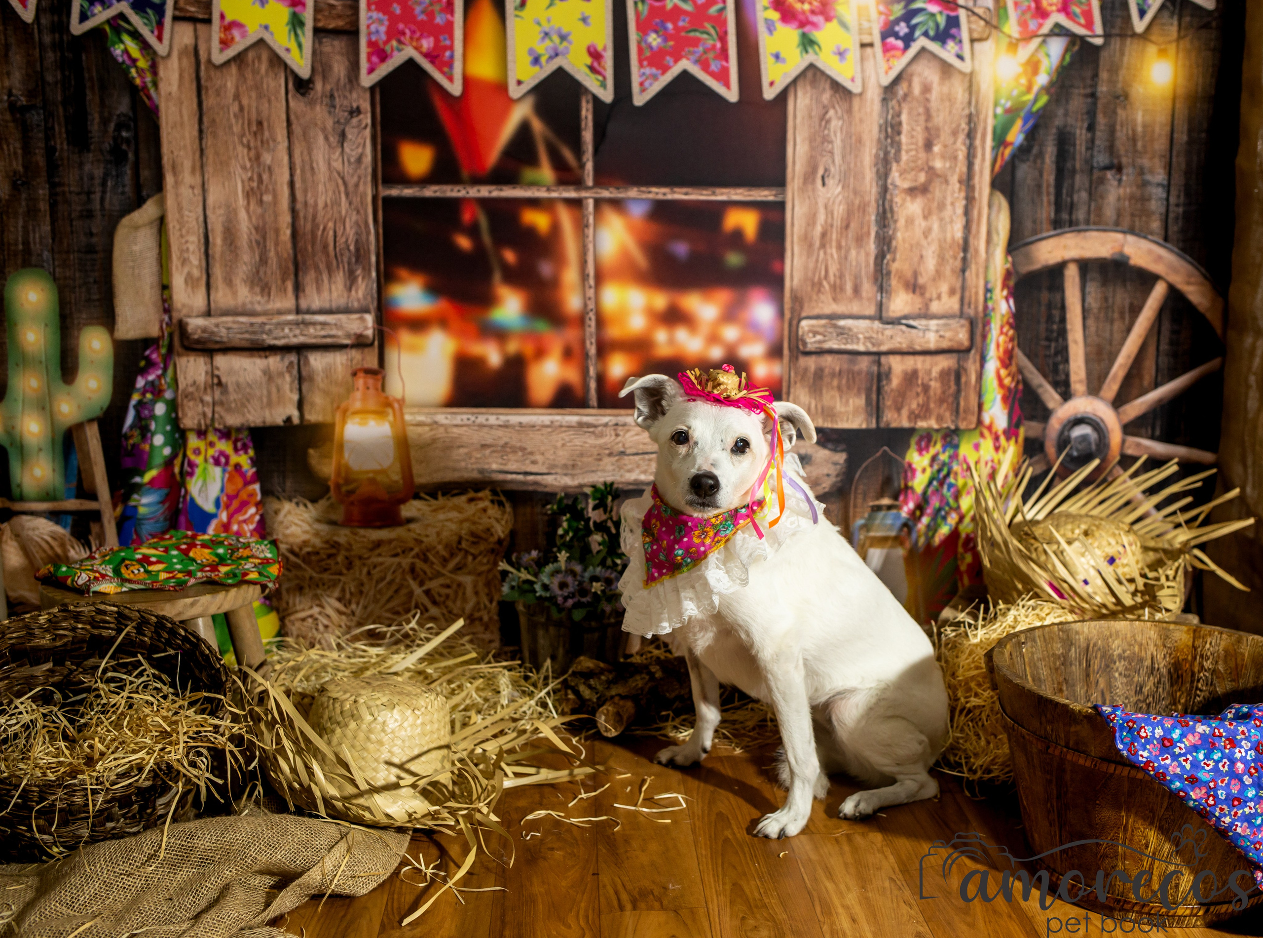 Arraia 2022. Fotografia Pet — estúdio, eventos, aniversários, ensaios temáticos