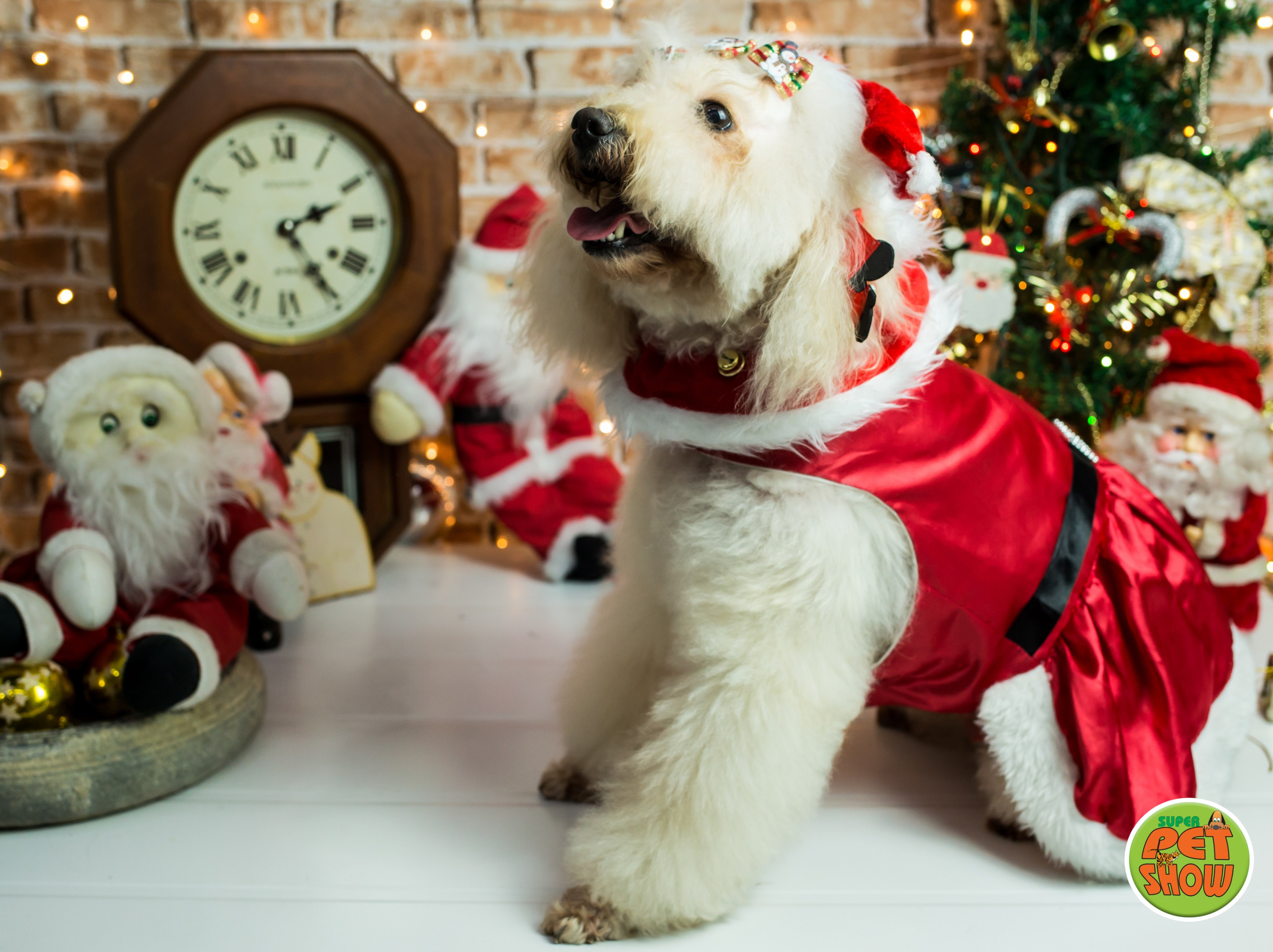 2019 — Natal encantado dos Pets. Fotografia Pet — estúdio, eventos, aniversários, ensaios temáticos