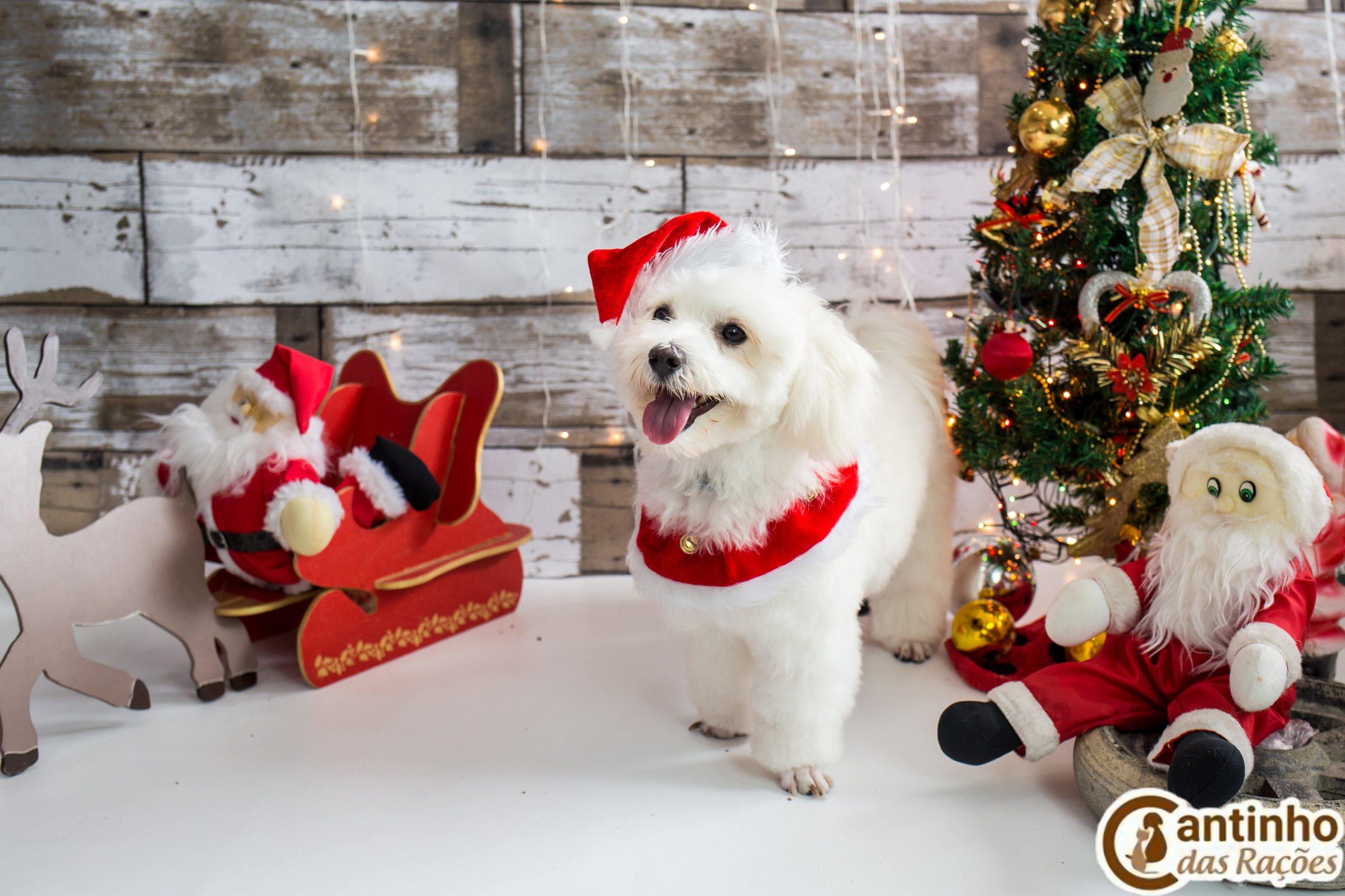 2019 — Natal encantado dos Pets. Fotografia Pet — estúdio, eventos, aniversários, ensaios temáticos