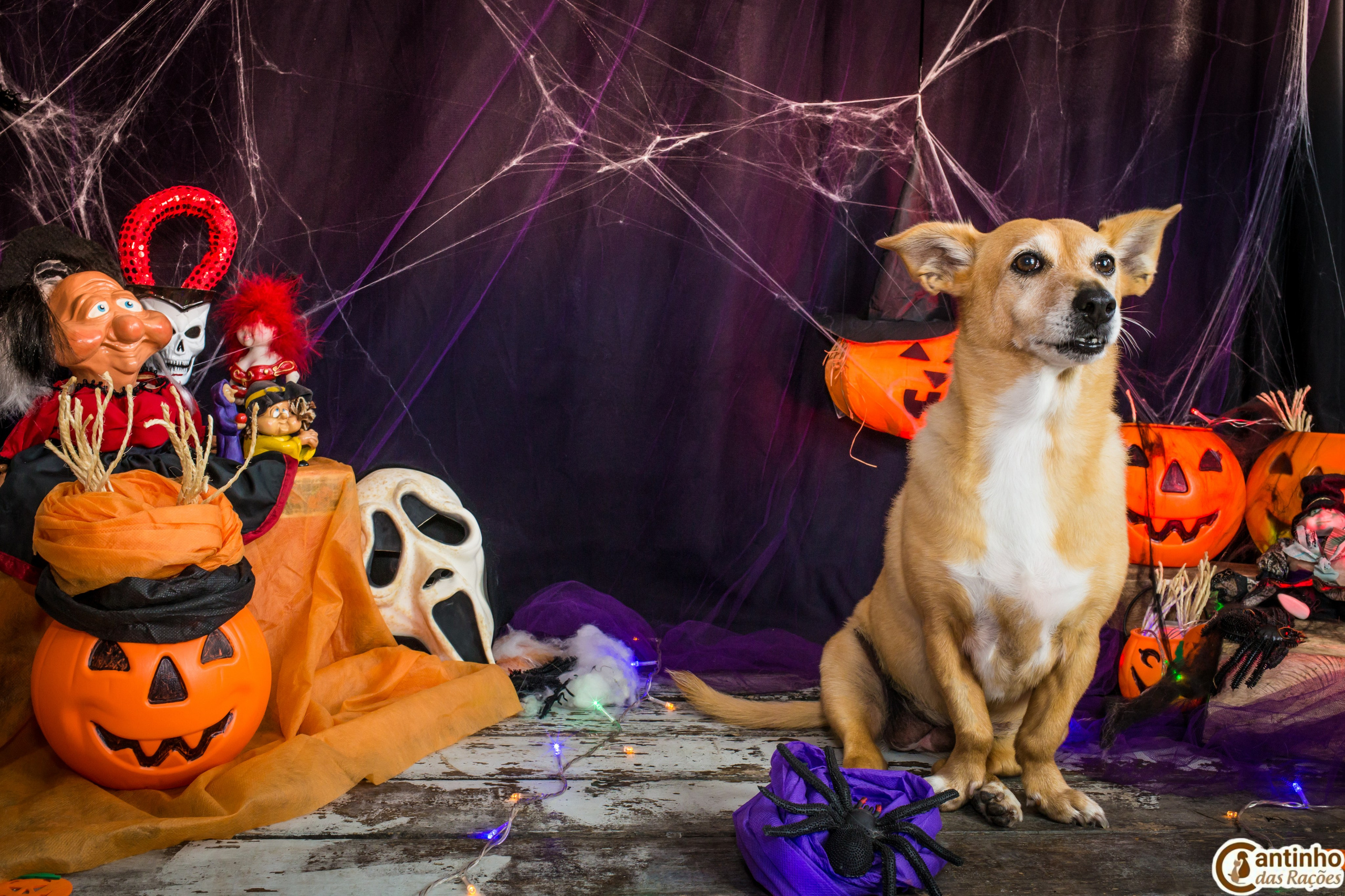 Hallowen — 2020 Doces ou travessuras. Fotografia Pet — estúdio, eventos, aniversários, ensaios temáticos