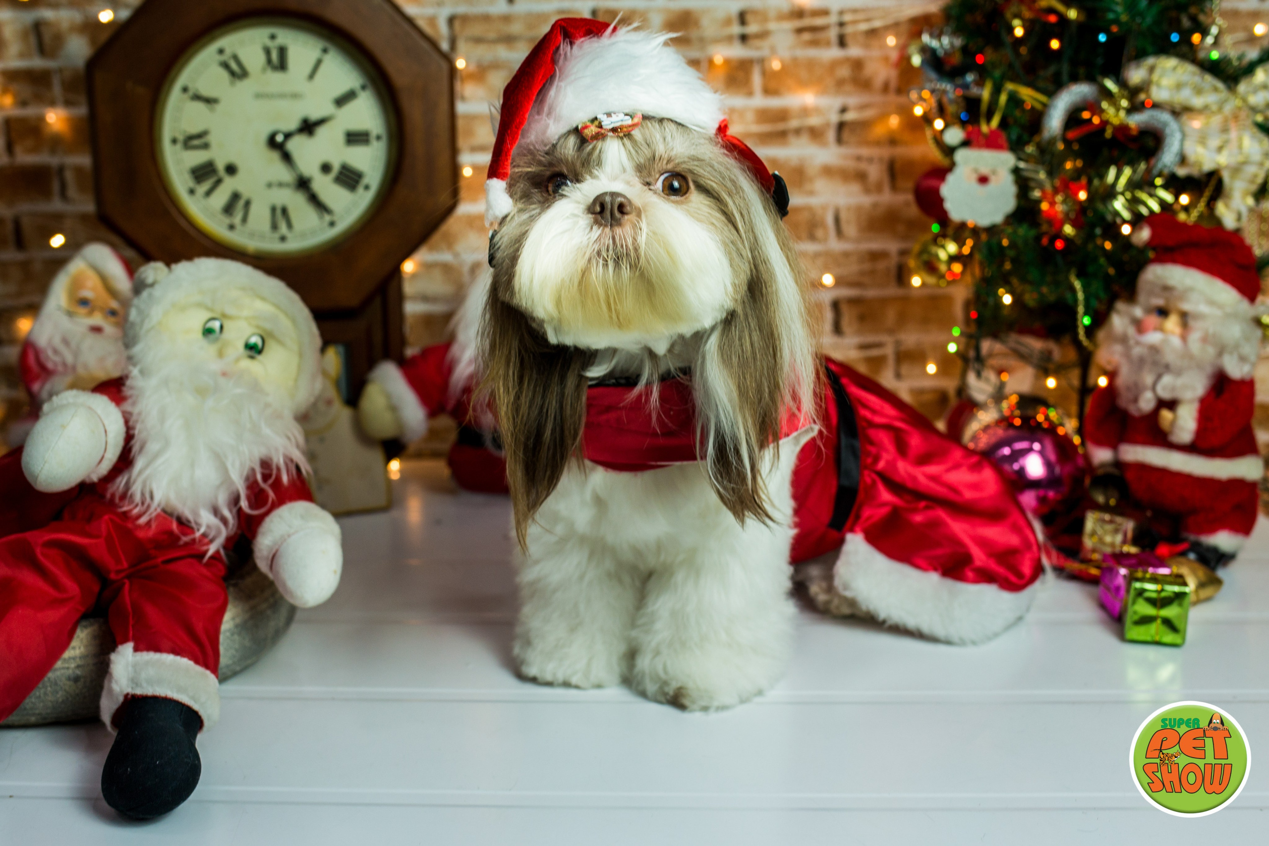2019 — Natal encantado dos Pets. Fotografia Pet — estúdio, eventos, aniversários, ensaios temáticos