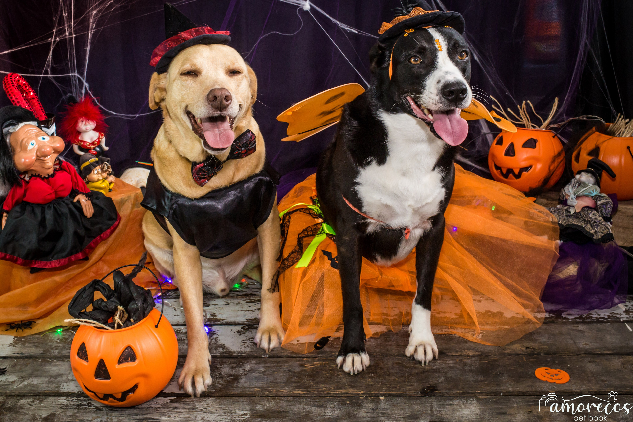 Hallowen — 2020 Doces ou travessuras. Fotografia Pet — estúdio, eventos, aniversários, ensaios temáticos