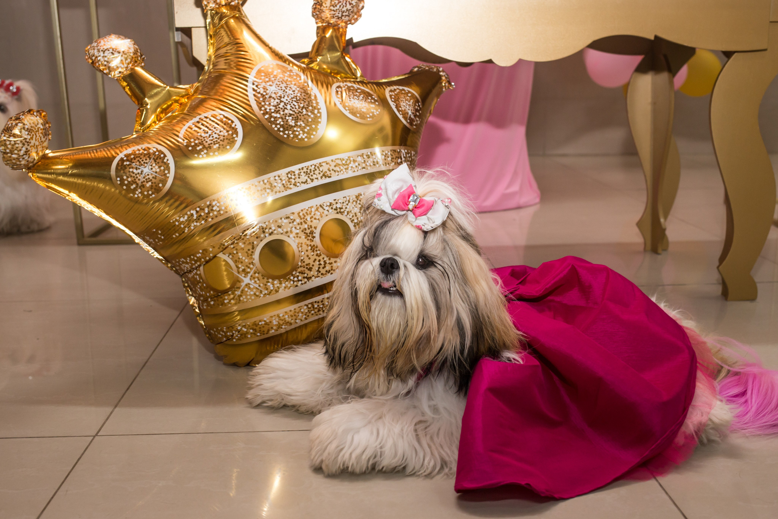 Kiara — 1 aninho. Fotografia Pet — estúdio, eventos, aniversários, ensaios temáticos