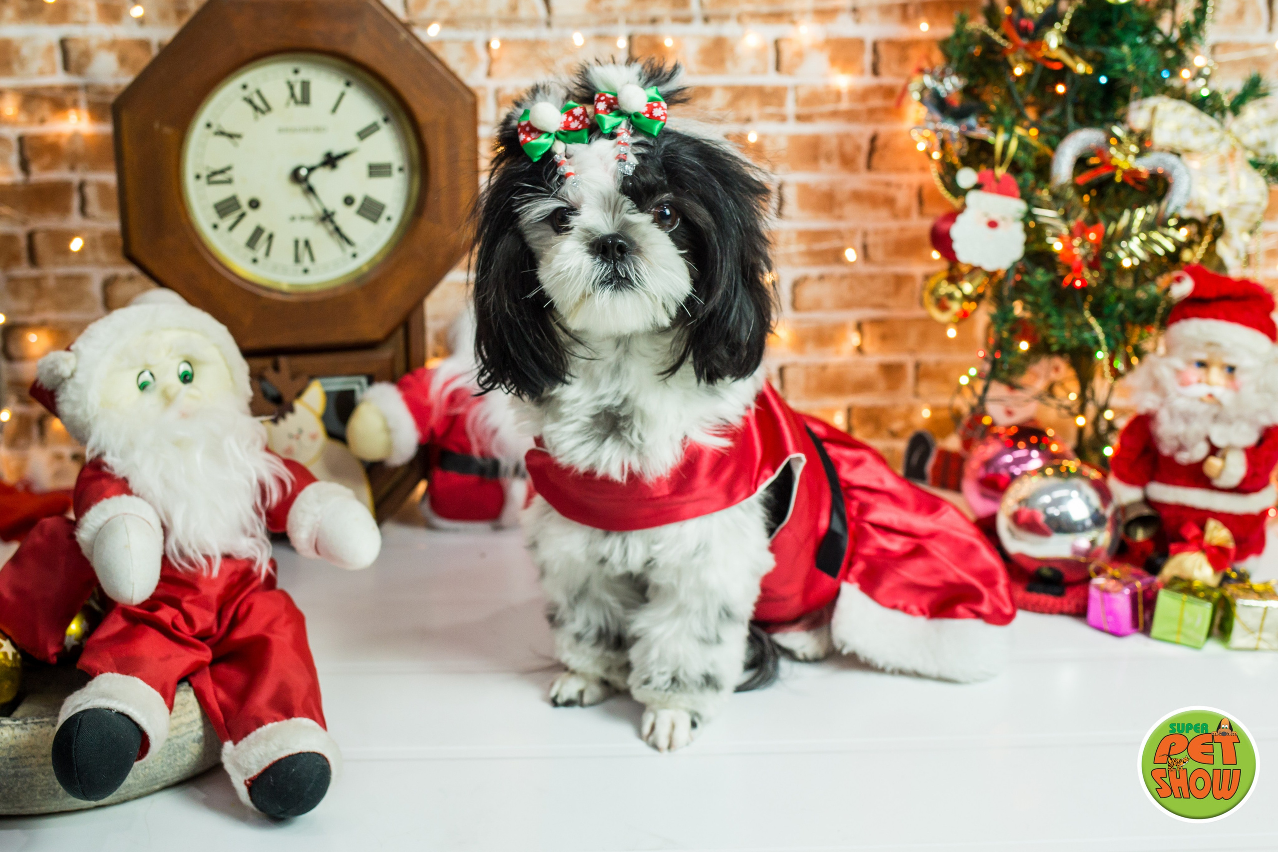 2019 — Natal encantado dos Pets. Fotografia Pet — estúdio, eventos, aniversários, ensaios temáticos