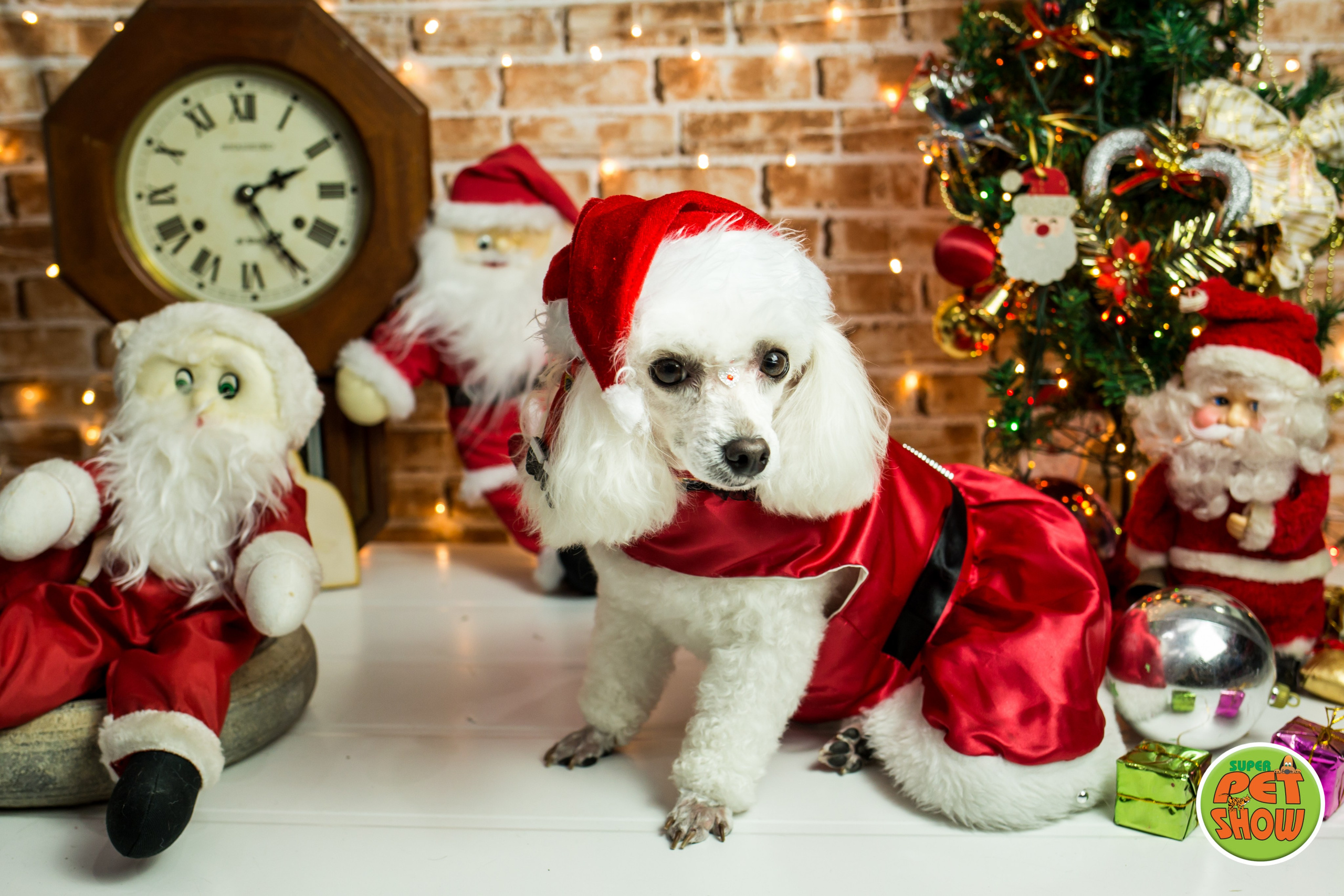 2019 — Natal encantado dos Pets. Fotografia Pet — estúdio, eventos, aniversários, ensaios temáticos