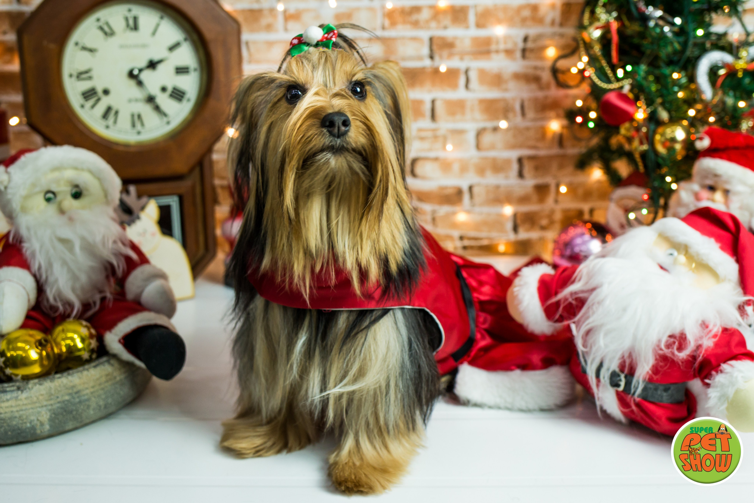 2019 — Natal encantado dos Pets. Fotografia Pet — estúdio, eventos, aniversários, ensaios temáticos