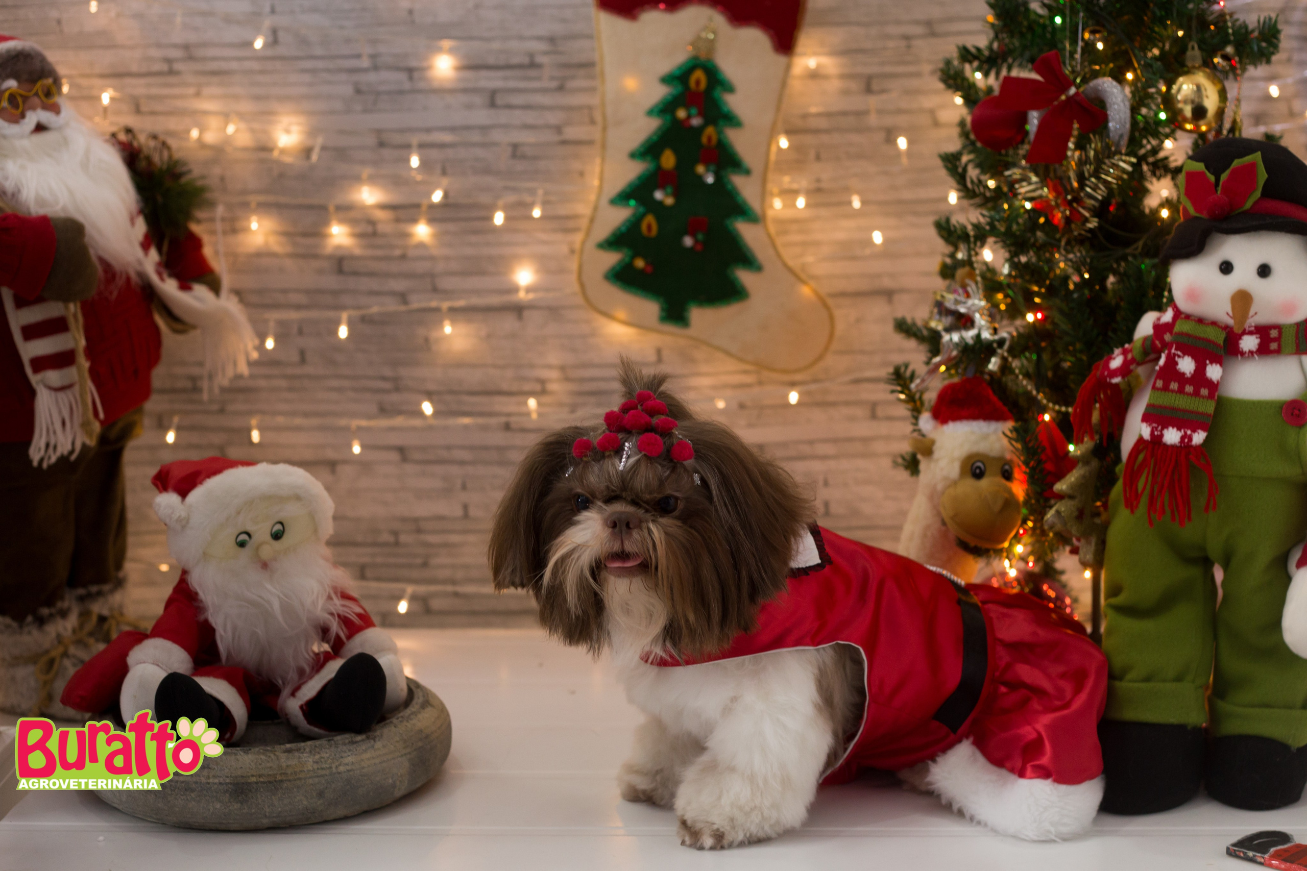 2018 — Natal encantado dos Pets. Fotografia Pet — estúdio, eventos, aniversários, ensaios temáticos