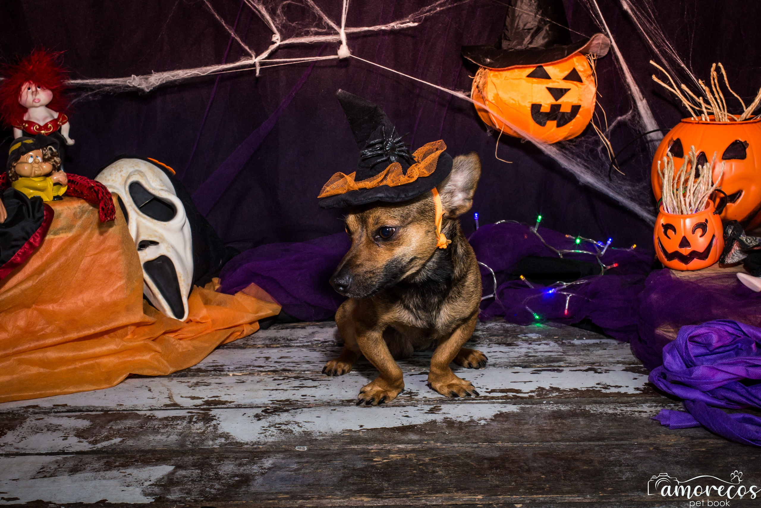 Hallowen — 2020 Doces ou travessuras. Fotografia Pet — estúdio, eventos, aniversários, ensaios temáticos