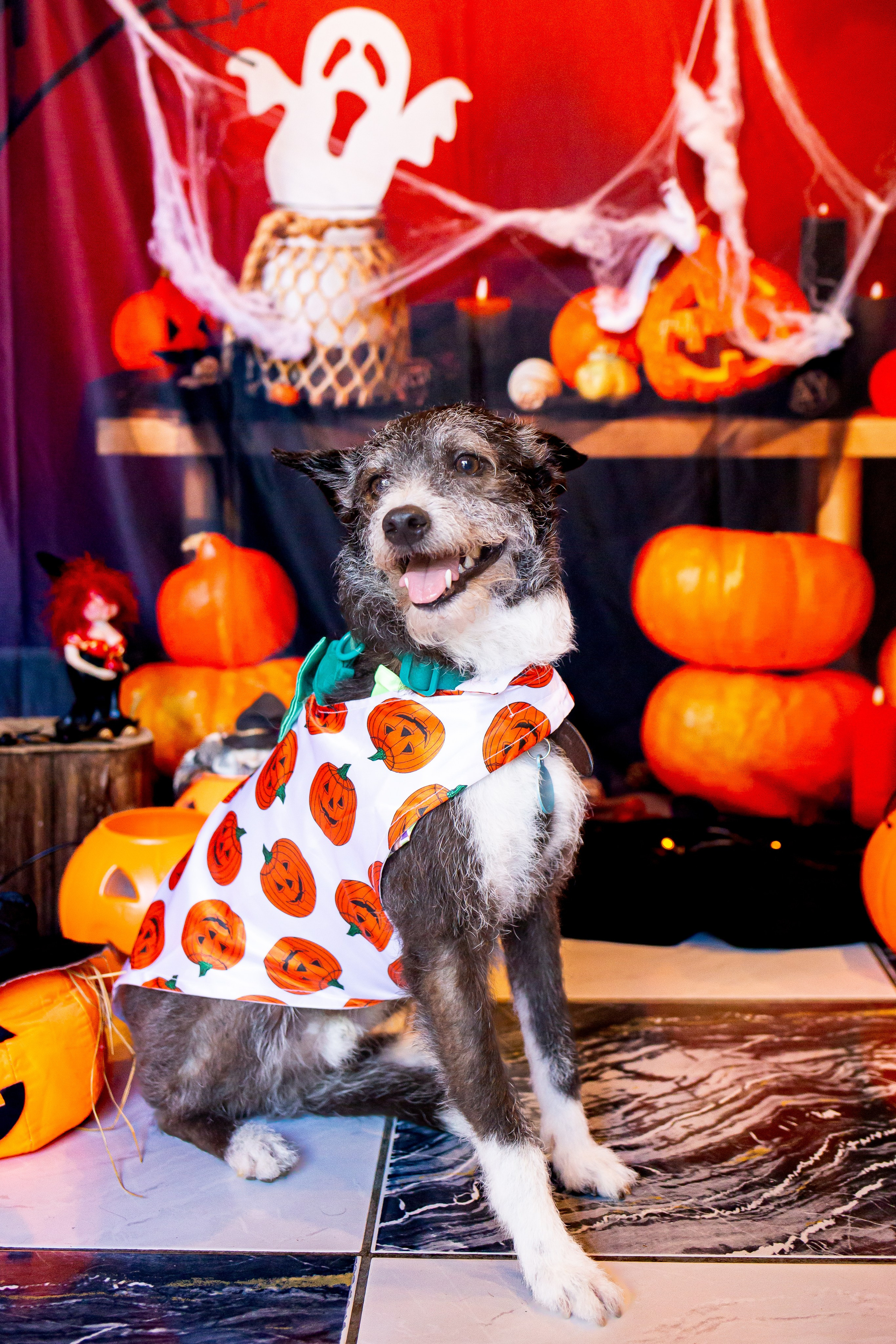 Hallowen 2025 — Café Cordel. Fotografia Pet — estúdio, eventos, aniversários, ensaios temáticos