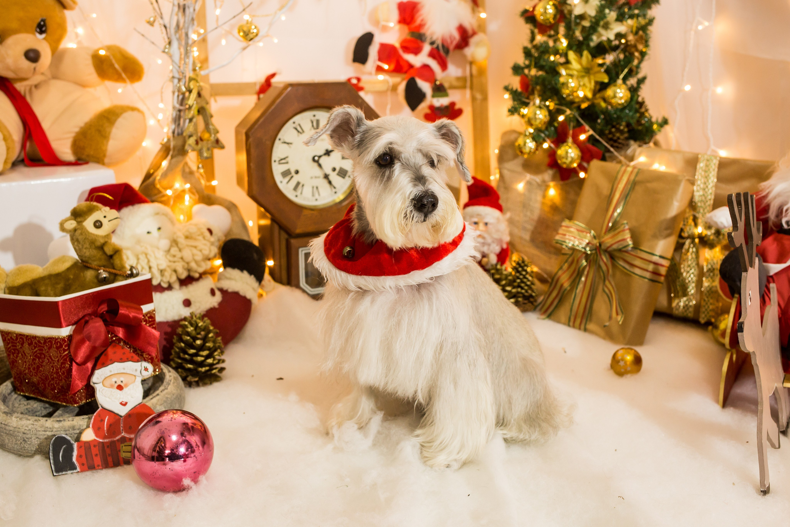 2021 — Natal encantado dos Pets. Fotografia Pet — estúdio, eventos, aniversários, ensaios temáticos