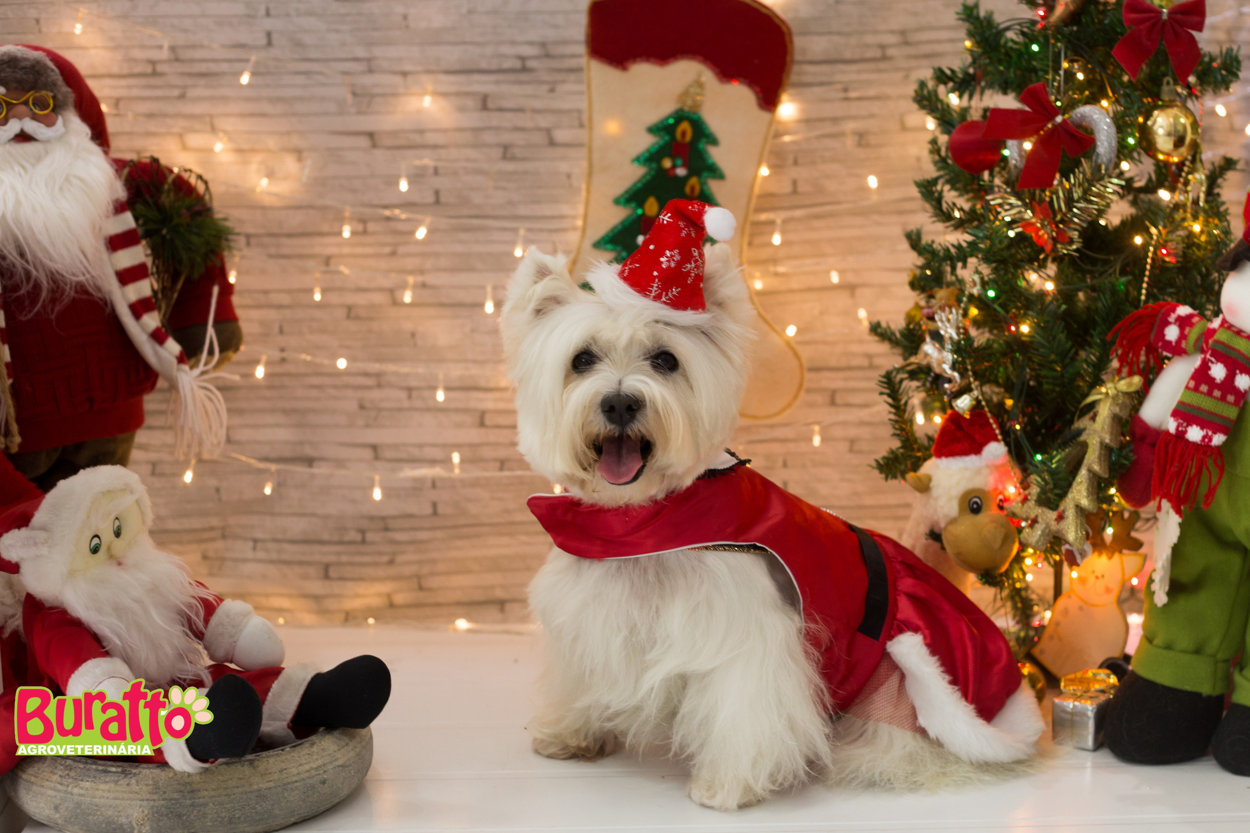 2018 — Natal encantado dos Pets. Fotografia Pet — estúdio, eventos, aniversários, ensaios temáticos