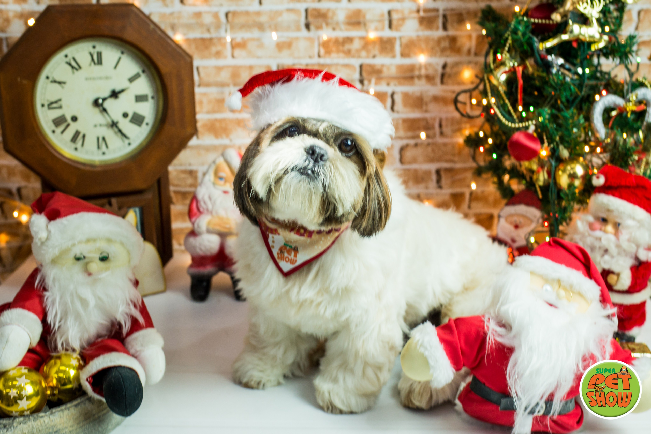 2019 — Natal encantado dos Pets. Fotografia Pet — estúdio, eventos, aniversários, ensaios temáticos