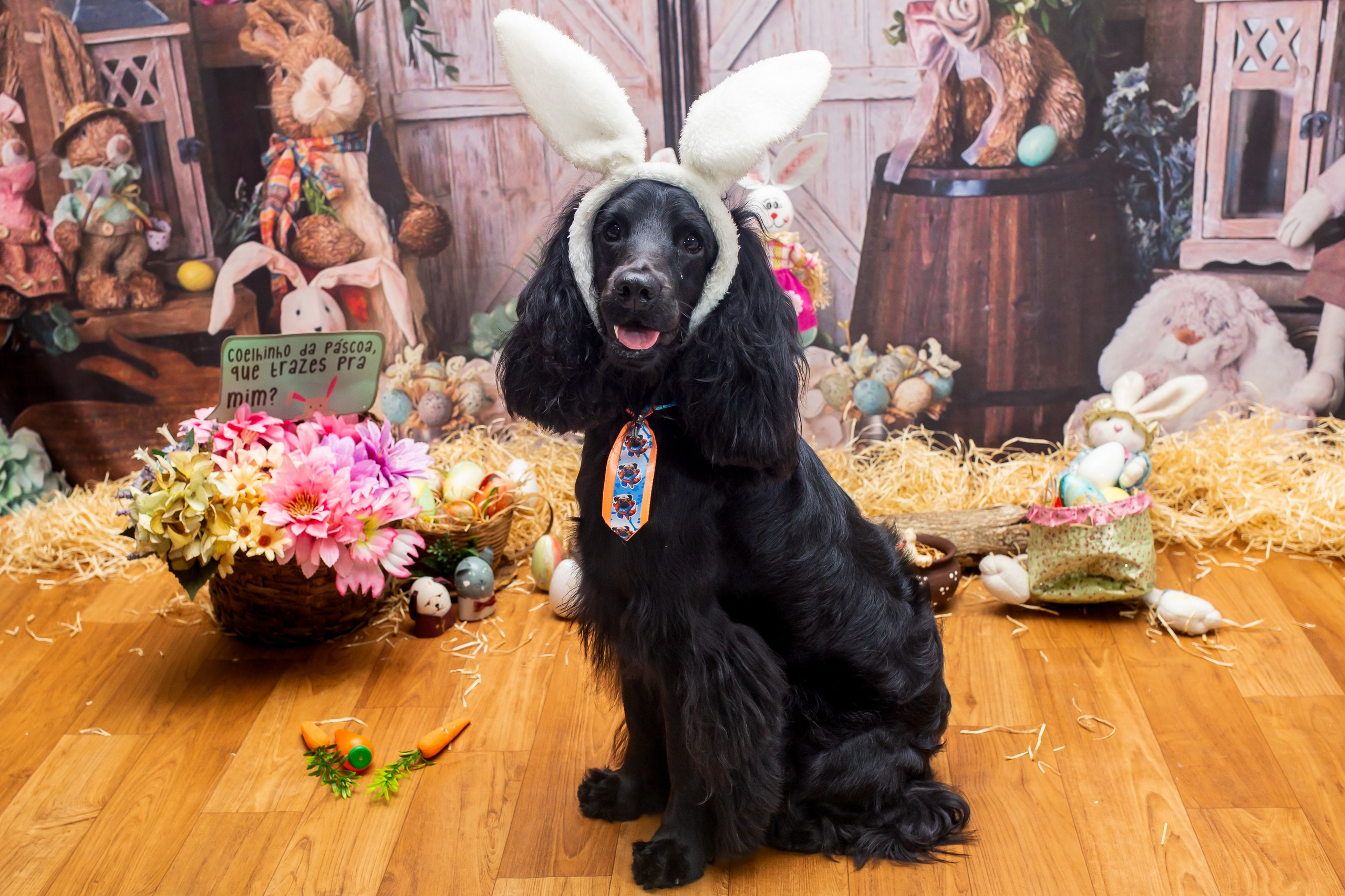 2023 — A doce Páscoa dos Pets. Fotografia Pet — estúdio, eventos, aniversários, ensaios temáticos