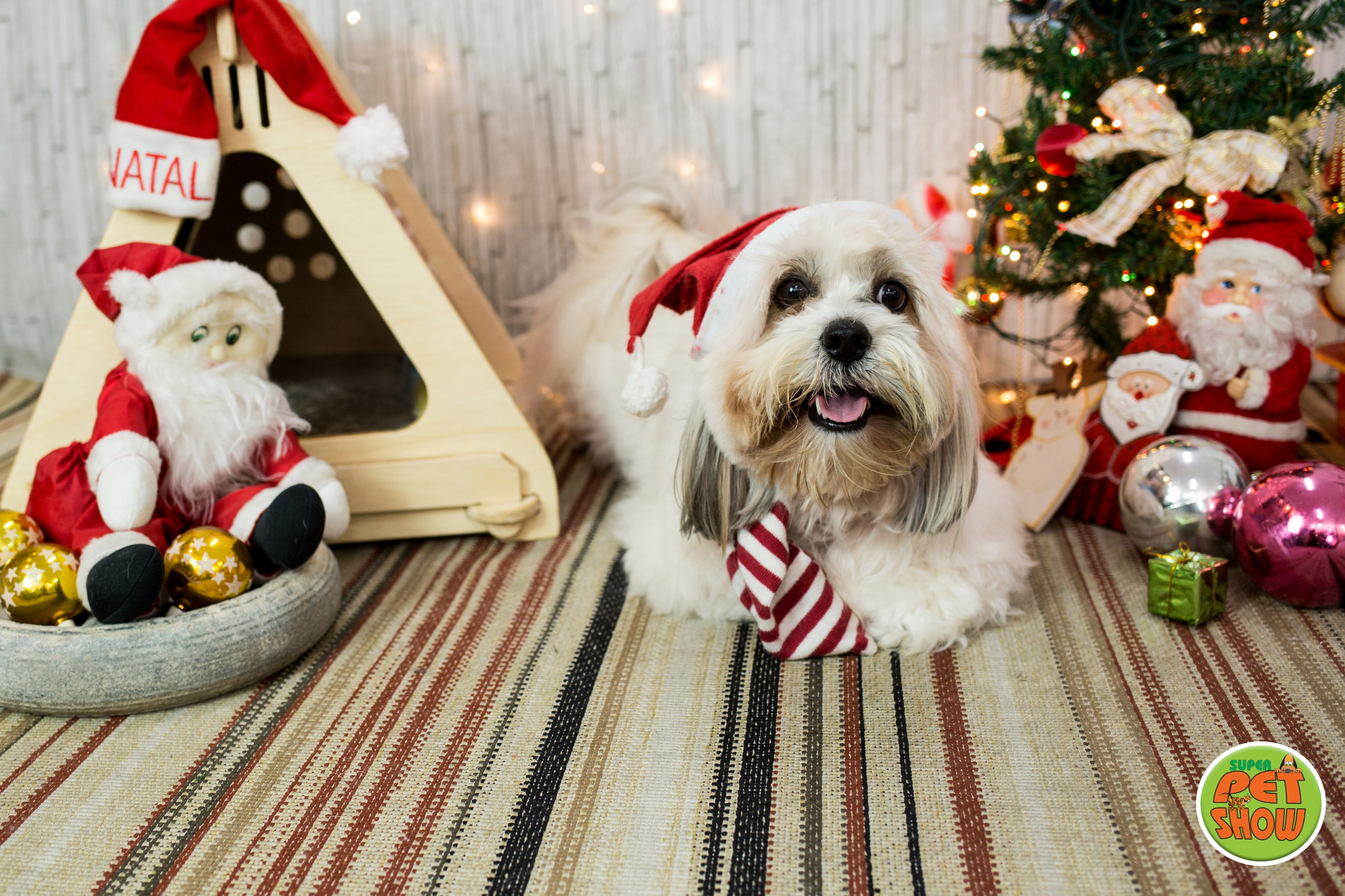 2019 — Natal encantado dos Pets. Fotografia Pet — estúdio, eventos, aniversários, ensaios temáticos