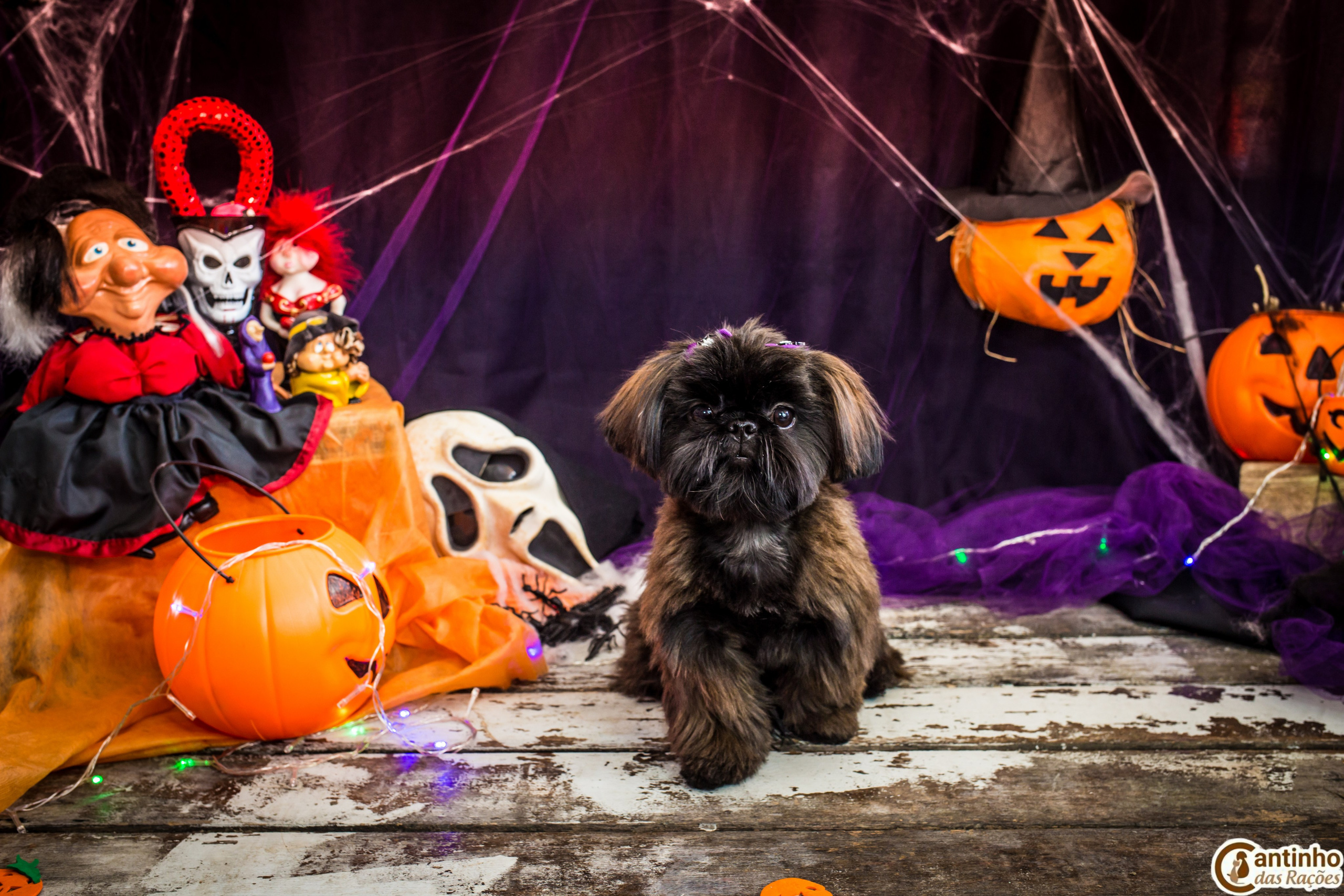 Hallowen — 2020 Doces ou travessuras. Fotografia Pet — estúdio, eventos, aniversários, ensaios temáticos