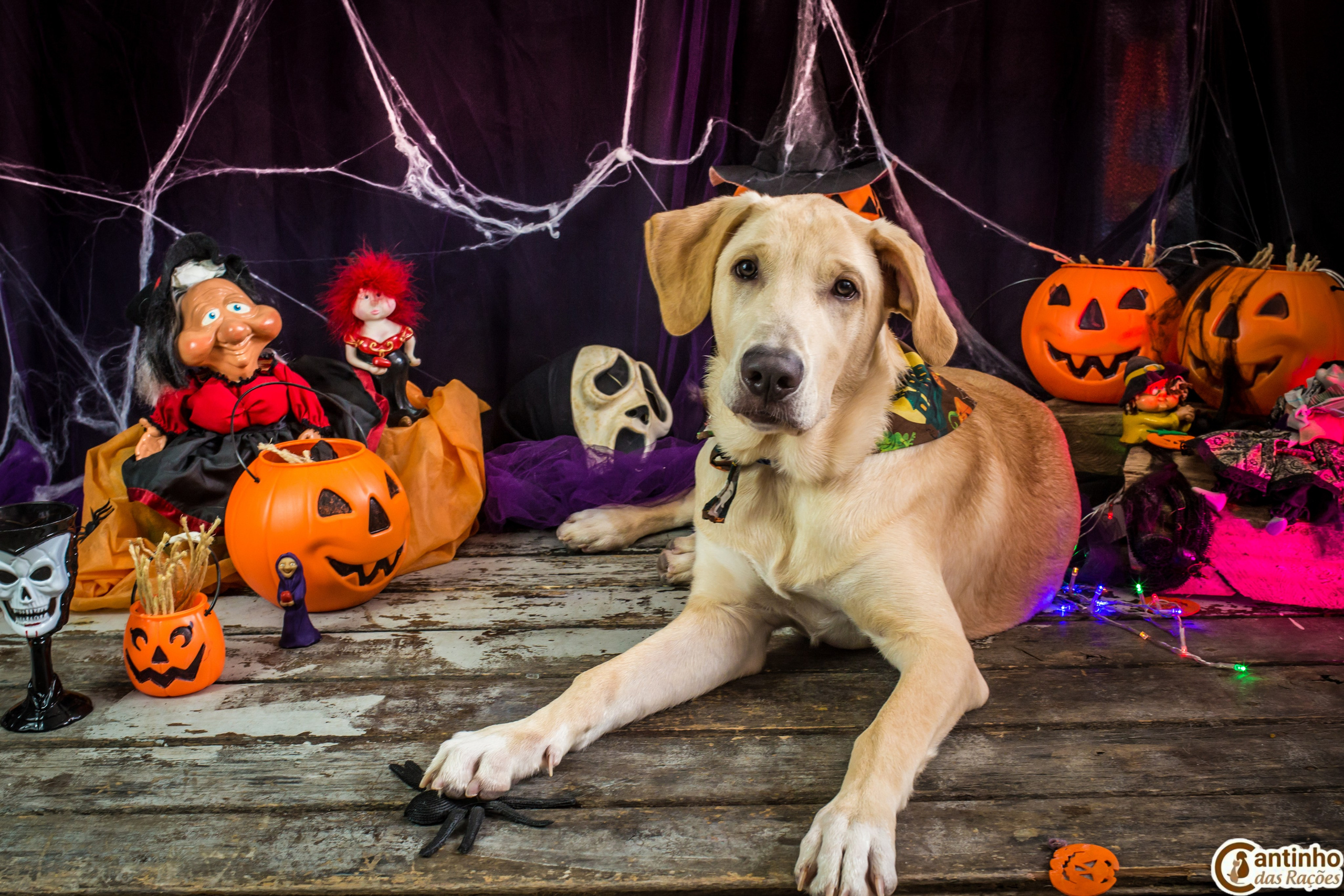 Hallowen — 2020 Doces ou travessuras. Fotografia Pet — estúdio, eventos, aniversários, ensaios temáticos
