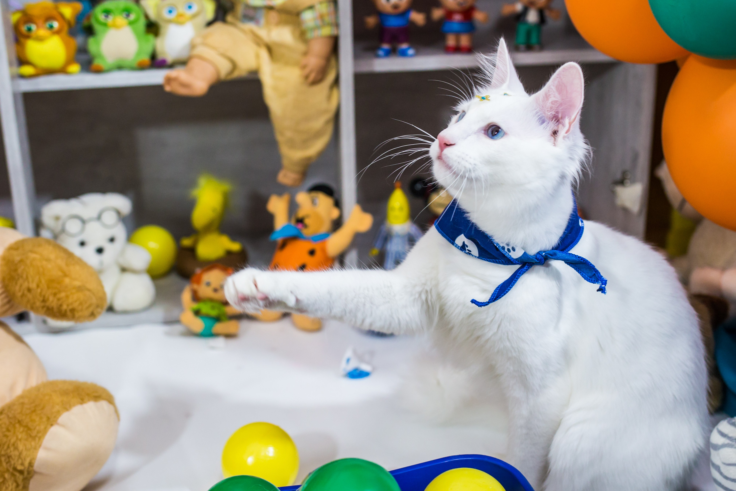 Dia das crianças — 2021. Fotografia Pet — estúdio, eventos, aniversários, ensaios temáticos