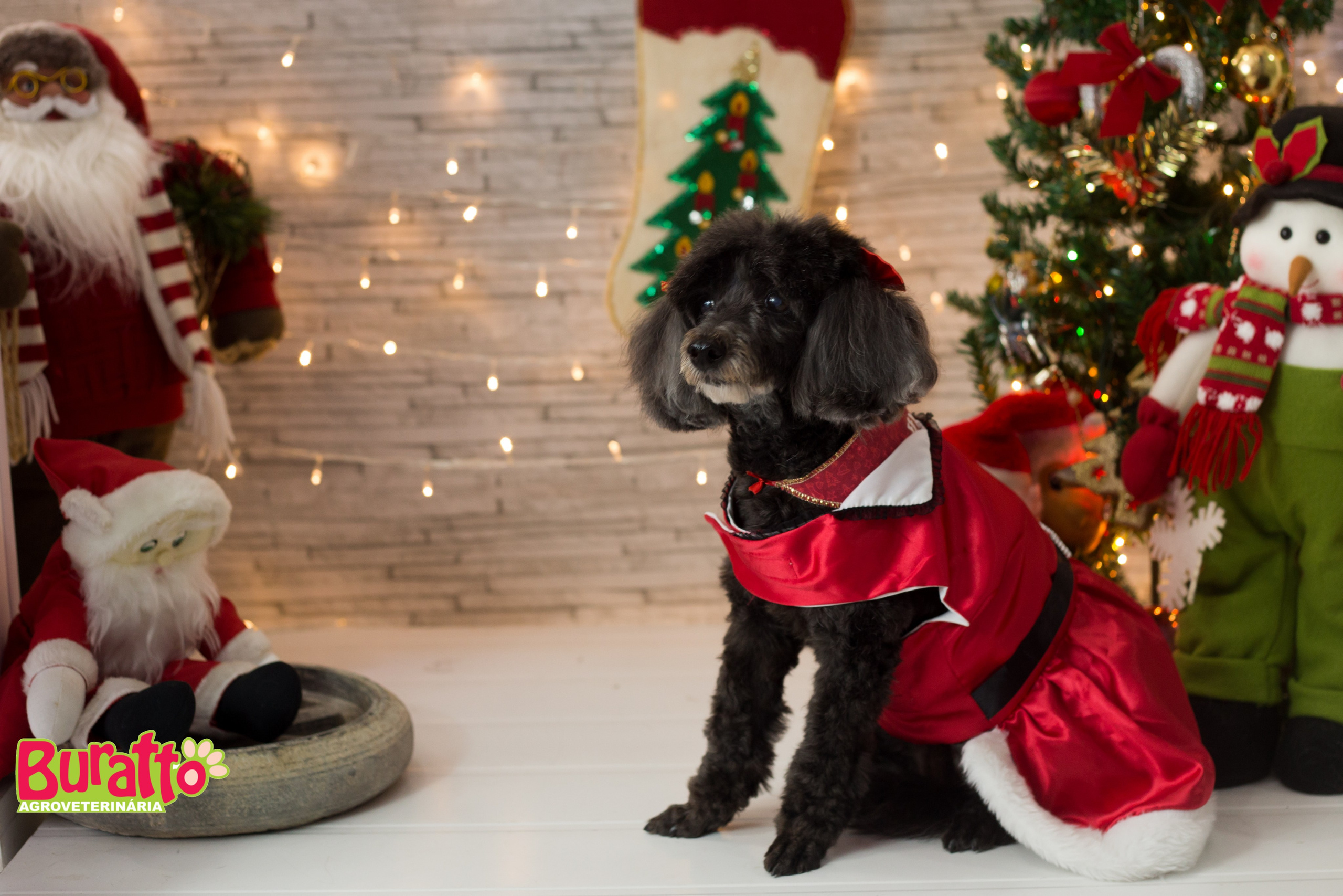 2018 — Natal encantado dos Pets. Fotografia Pet — estúdio, eventos, aniversários, ensaios temáticos