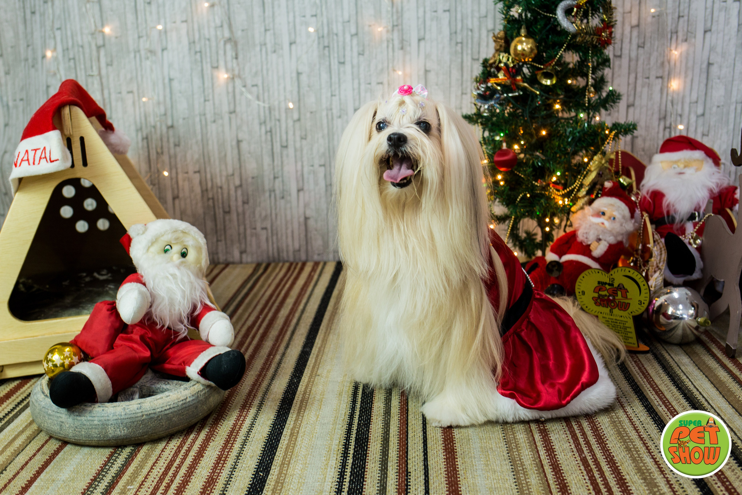 2019 — Natal encantado dos Pets. Fotografia Pet — estúdio, eventos, aniversários, ensaios temáticos