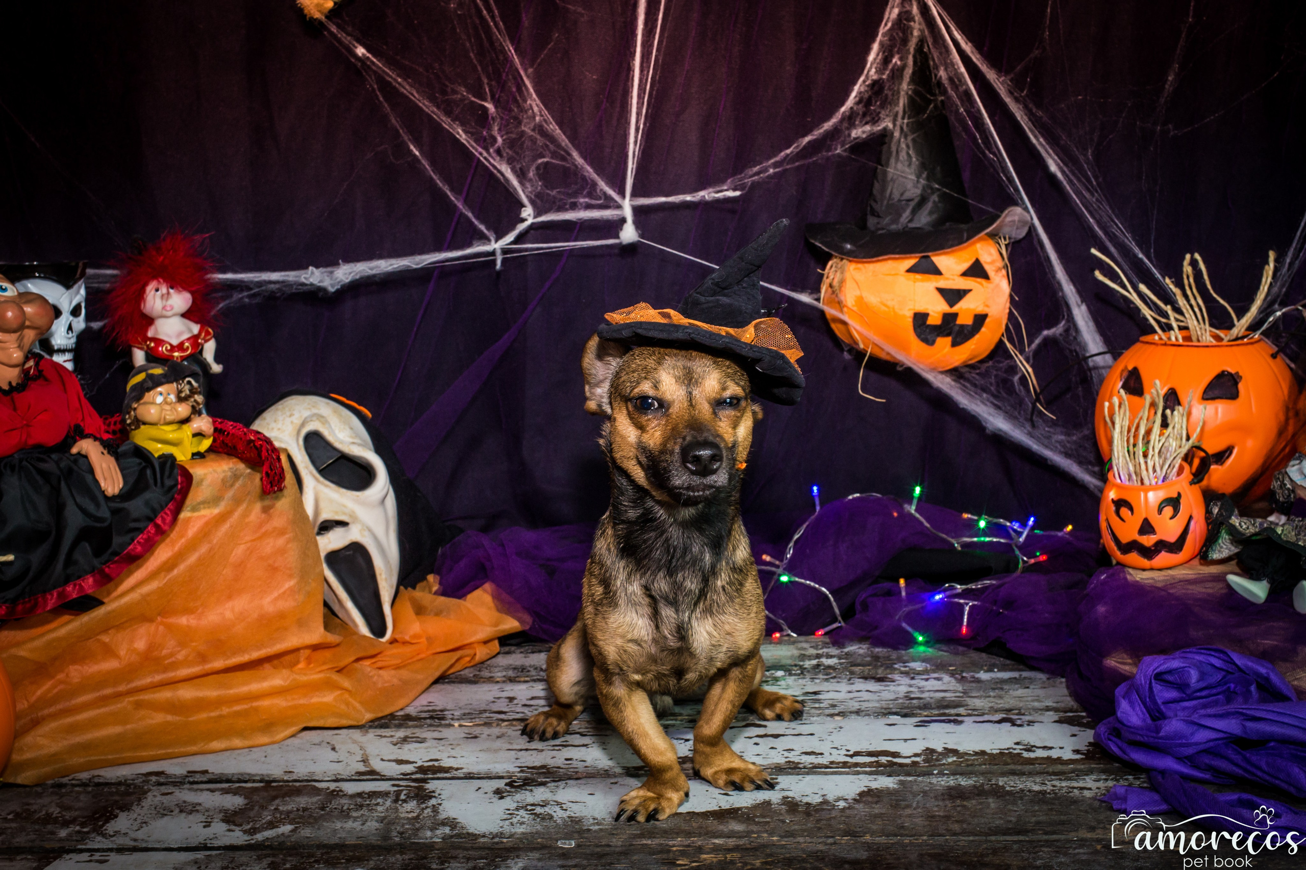 Hallowen — 2020 Doces ou travessuras. Fotografia Pet — estúdio, eventos, aniversários, ensaios temáticos