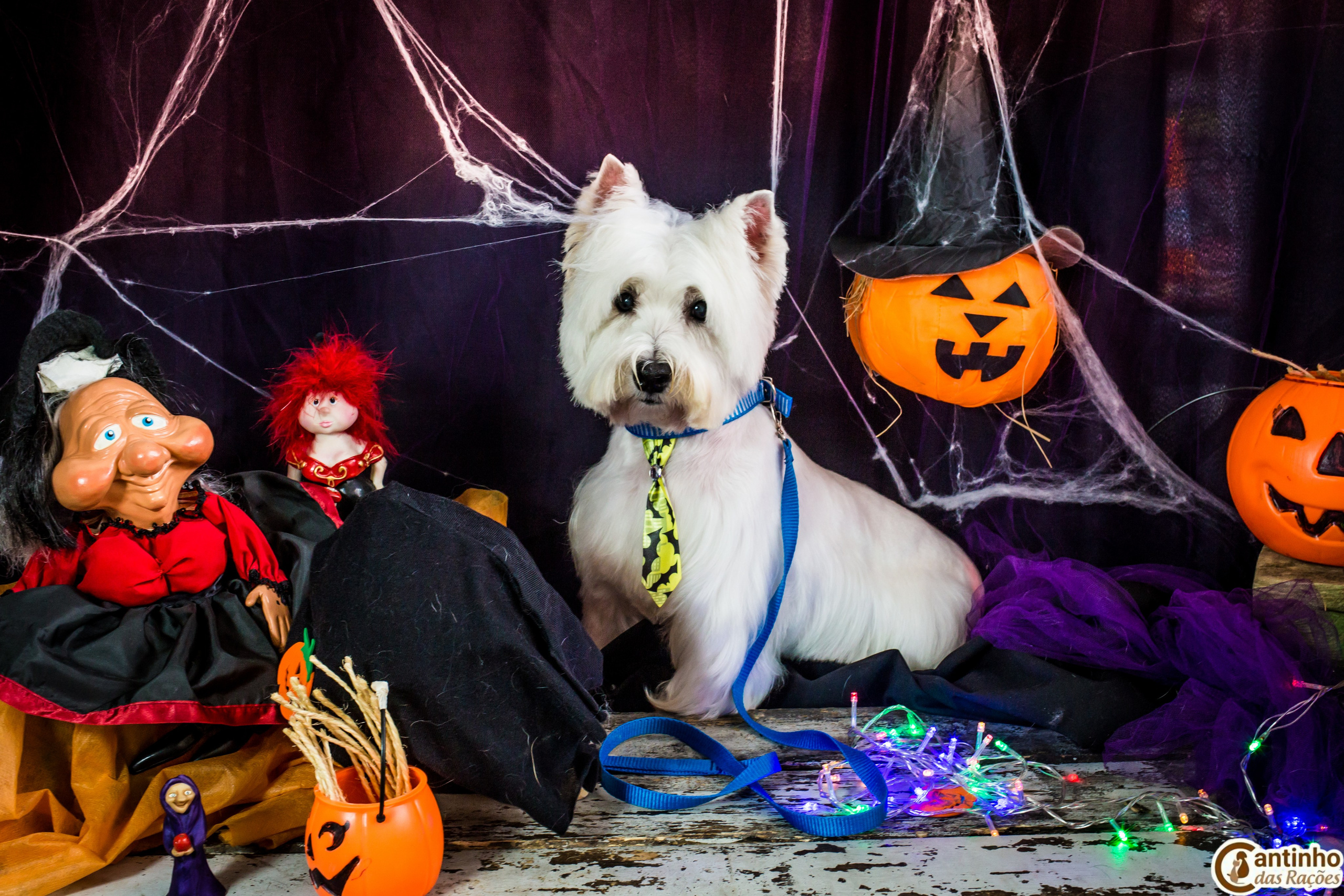 Hallowen — 2020 Doces ou travessuras. Fotografia Pet — estúdio, eventos, aniversários, ensaios temáticos