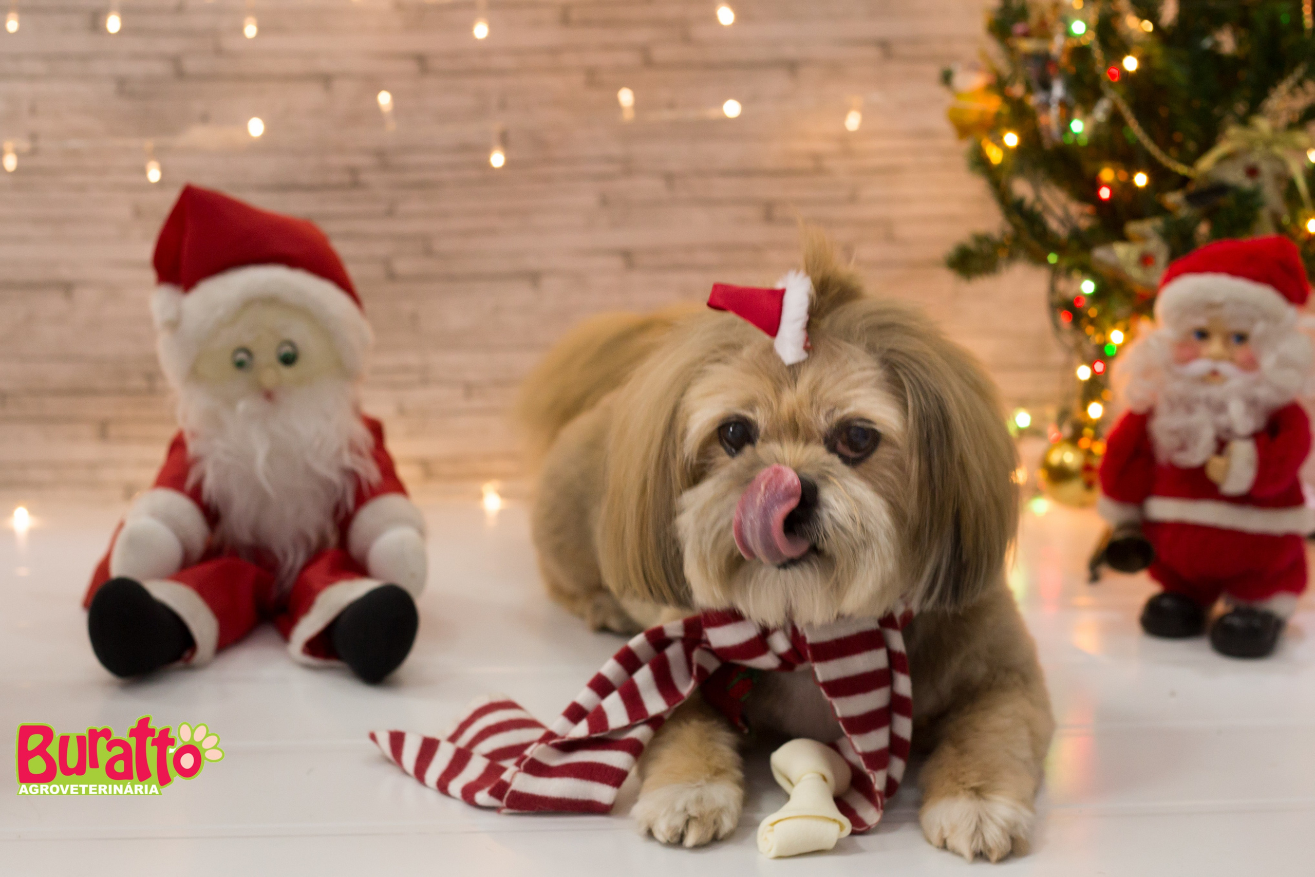 2018 — Natal encantado dos Pets. Fotografia Pet — estúdio, eventos, aniversários, ensaios temáticos