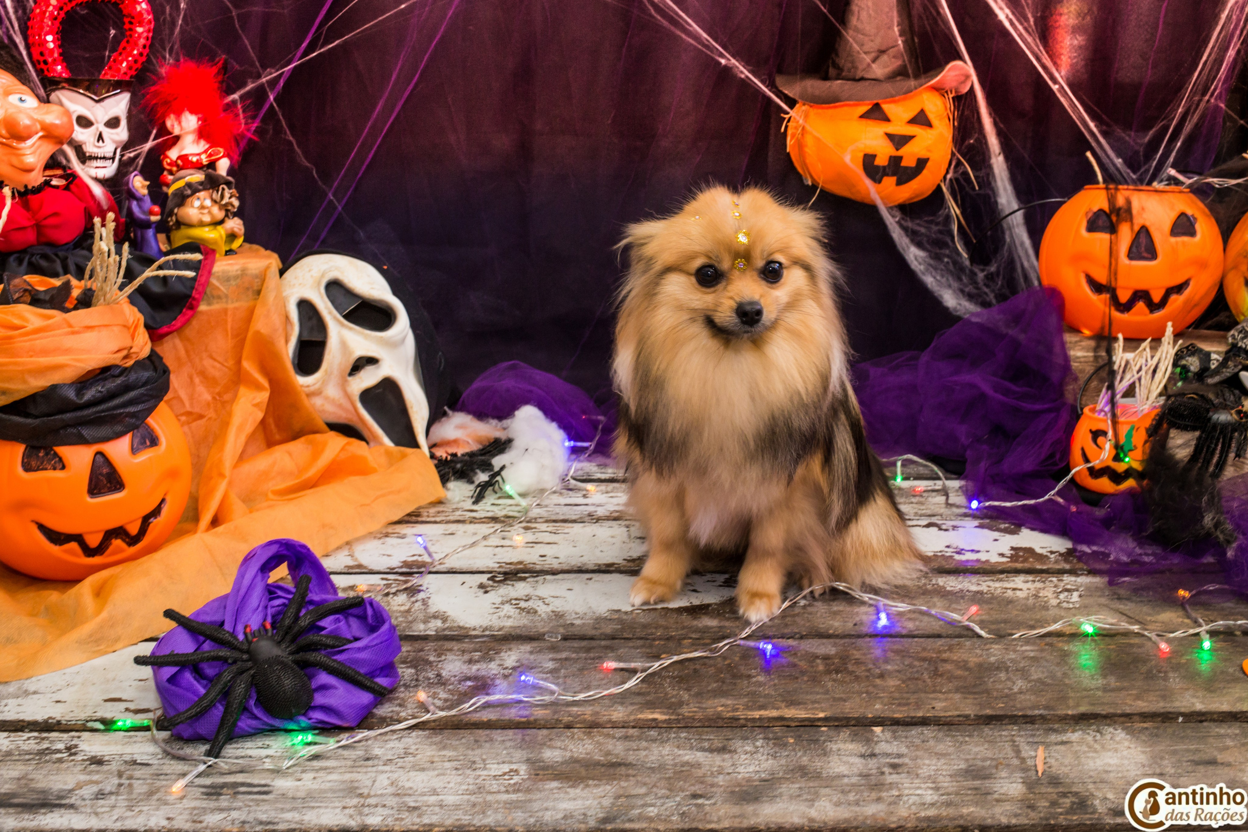 Hallowen — 2020 Doces ou travessuras. Fotografia Pet — estúdio, eventos, aniversários, ensaios temáticos