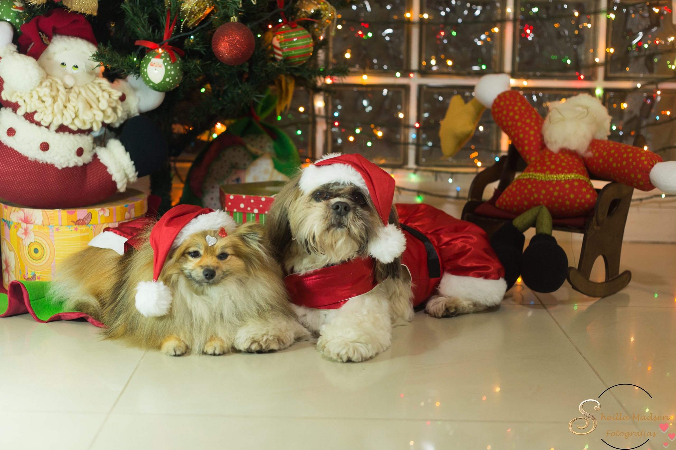 🐾 Um Natal cheio de amor, no cantinho deles. Fotografia Pet — estúdio, eventos, aniversários, ensaios temáticos