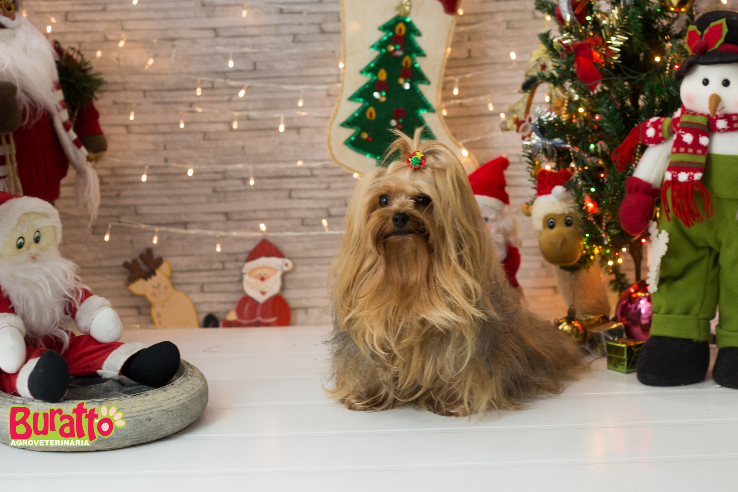 2018 — Natal encantado dos Pets. Fotografia Pet — estúdio, eventos, aniversários, ensaios temáticos