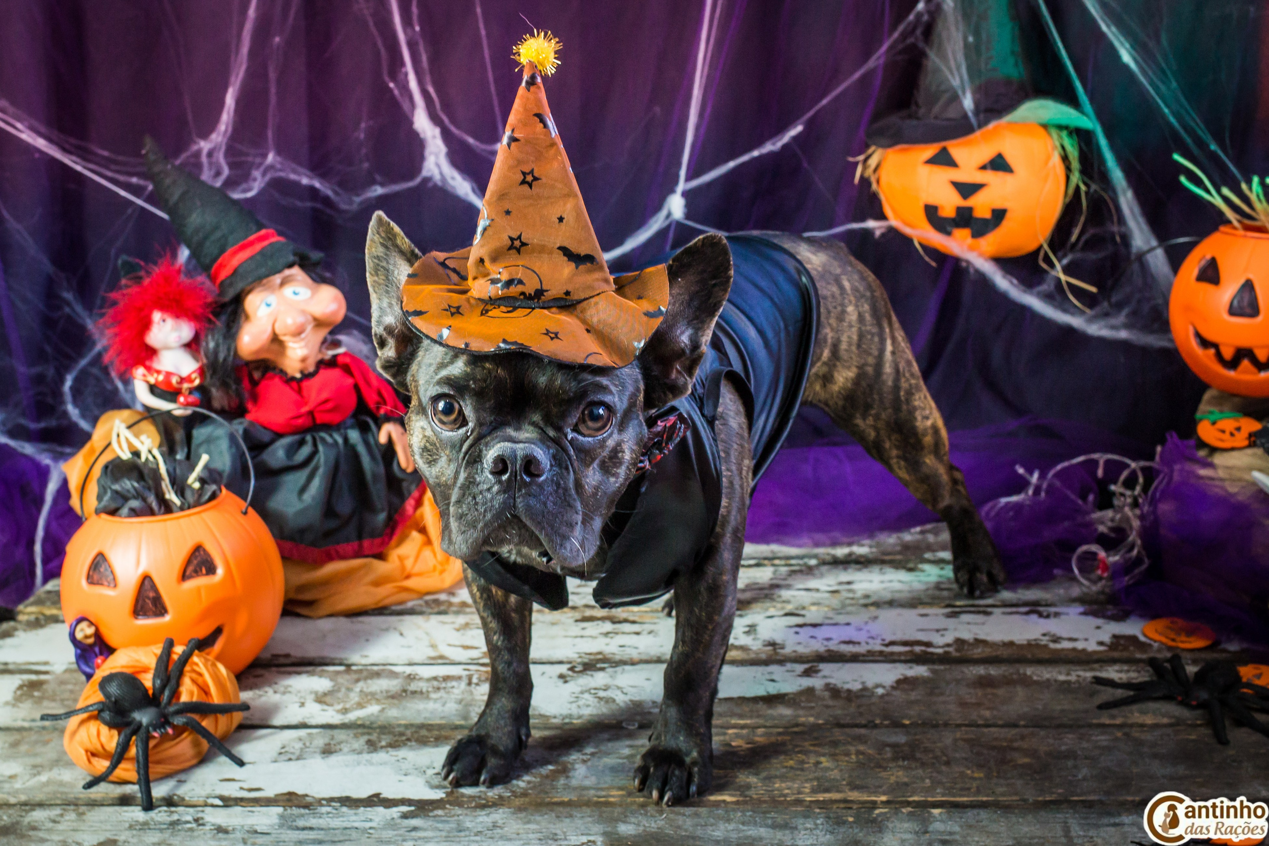 Hallowen — 2020 Doces ou travessuras. Fotografia Pet — estúdio, eventos, aniversários, ensaios temáticos
