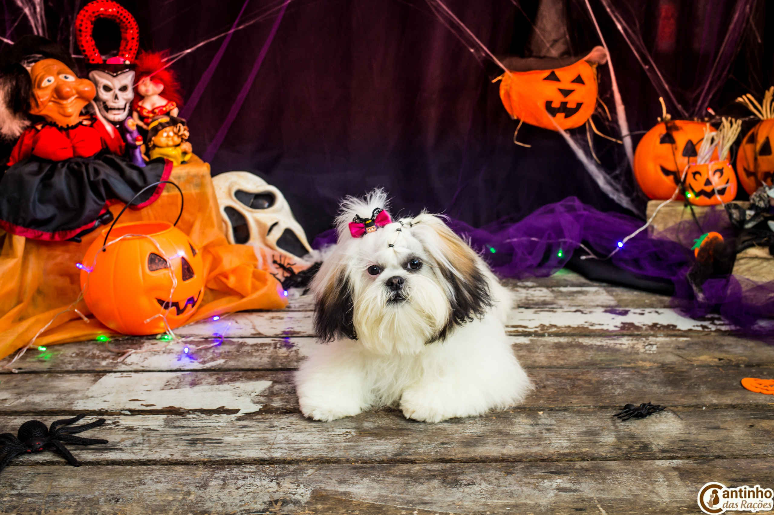Hallowen — 2020 Doces ou travessuras. Fotografia Pet — estúdio, eventos, aniversários, ensaios temáticos