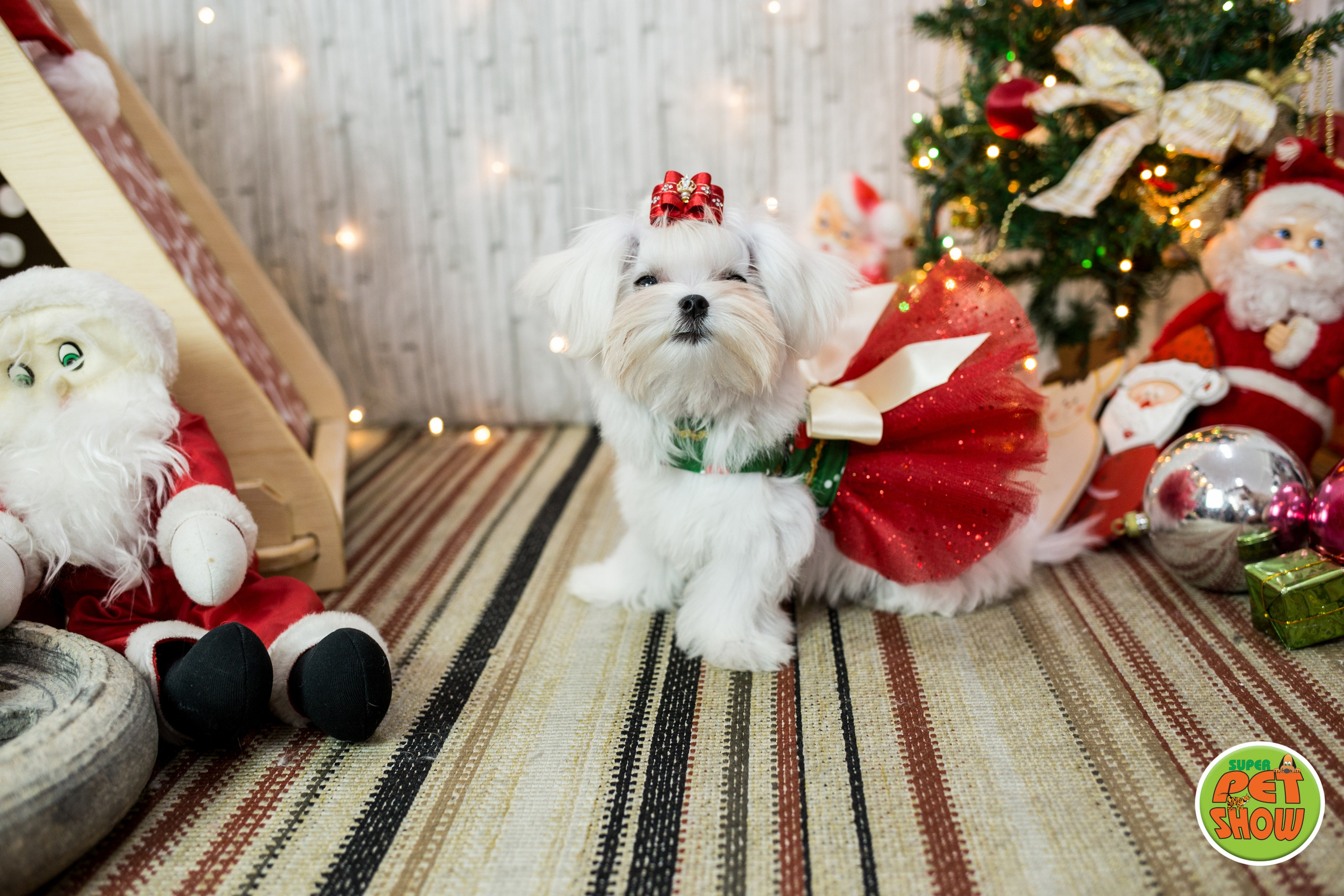 2019 — Natal encantado dos Pets. Fotografia Pet — estúdio, eventos, aniversários, ensaios temáticos