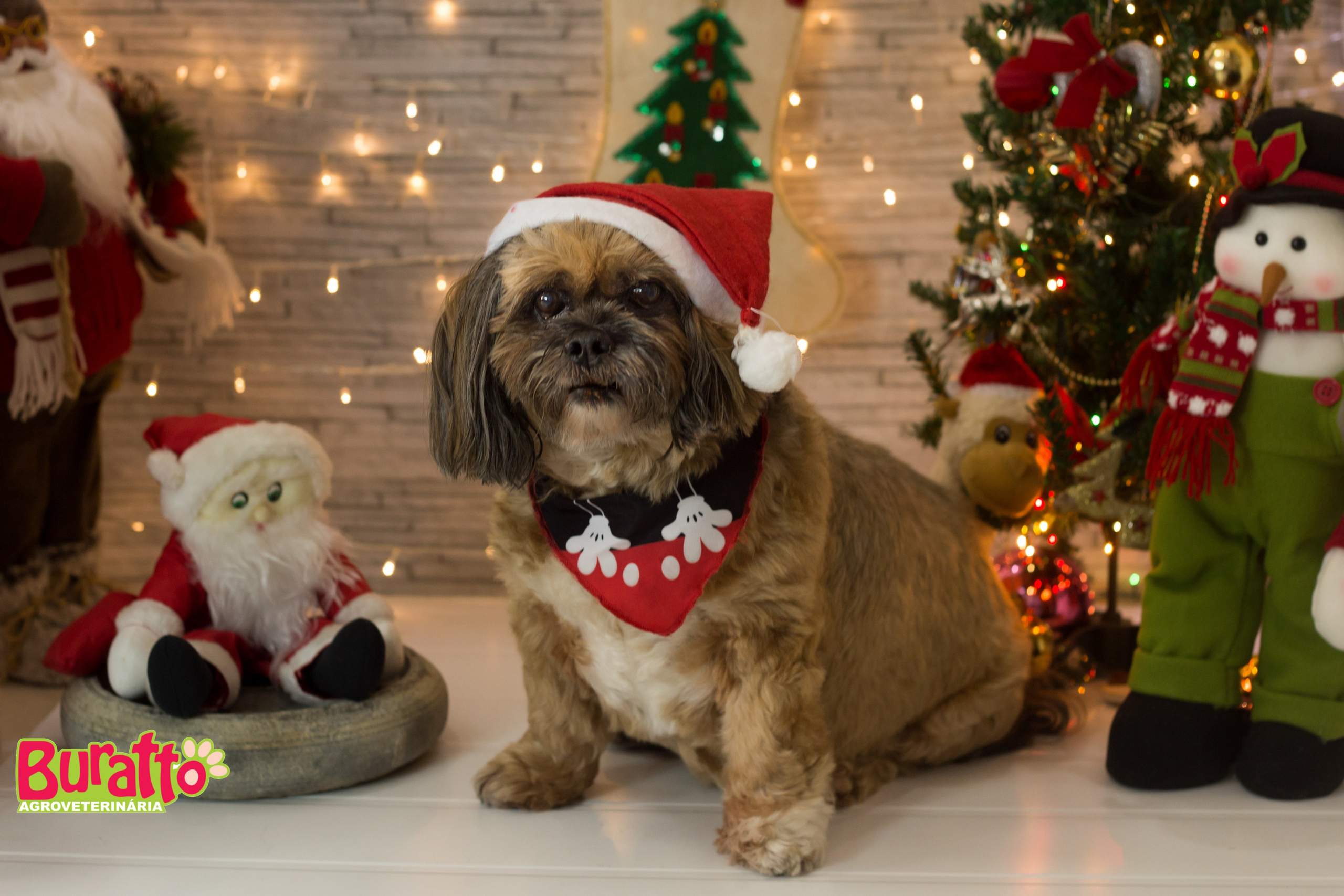 2018 — Natal encantado dos Pets. Fotografia Pet — estúdio, eventos, aniversários, ensaios temáticos
