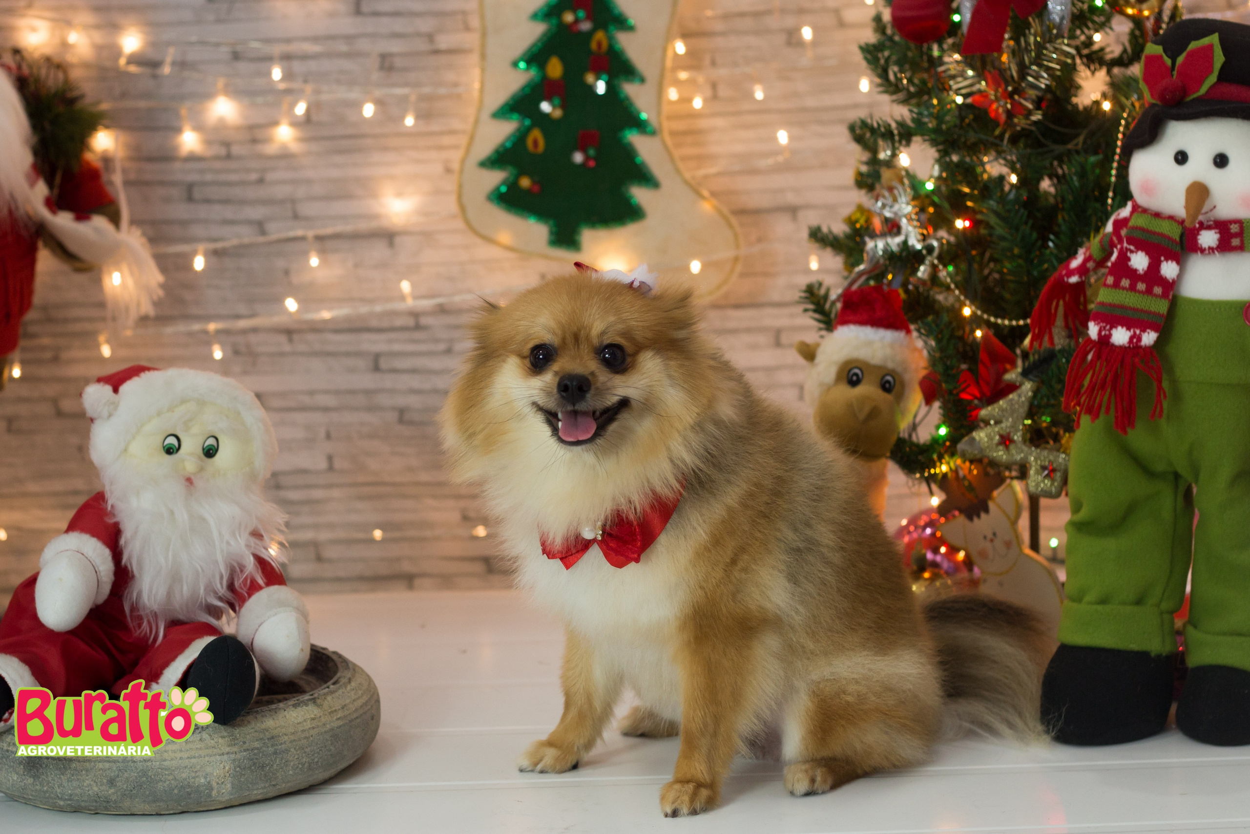 2018 — Natal encantado dos Pets. Fotografia Pet — estúdio, eventos, aniversários, ensaios temáticos