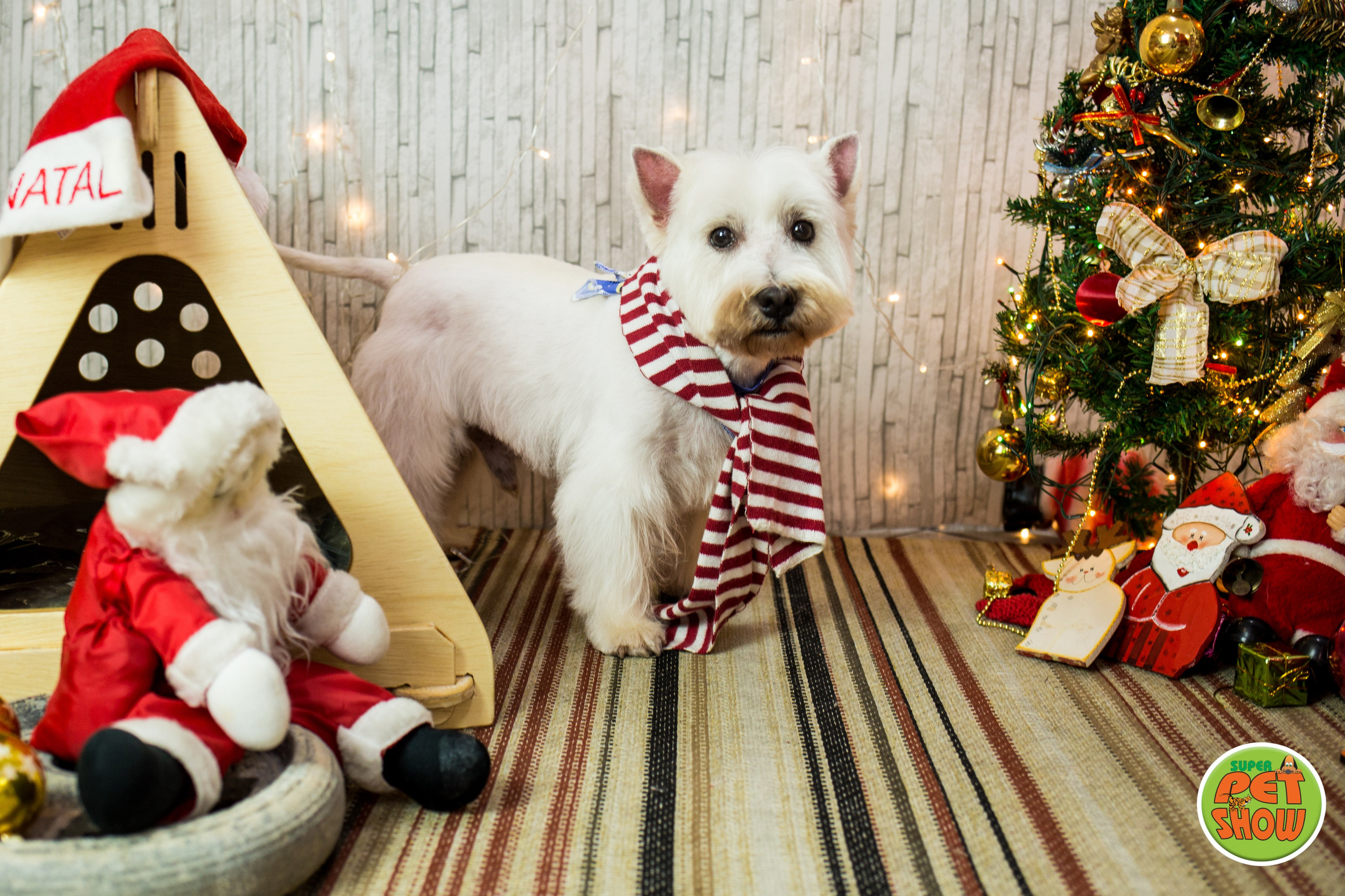 2019 — Natal encantado dos Pets. Fotografia Pet — estúdio, eventos, aniversários, ensaios temáticos