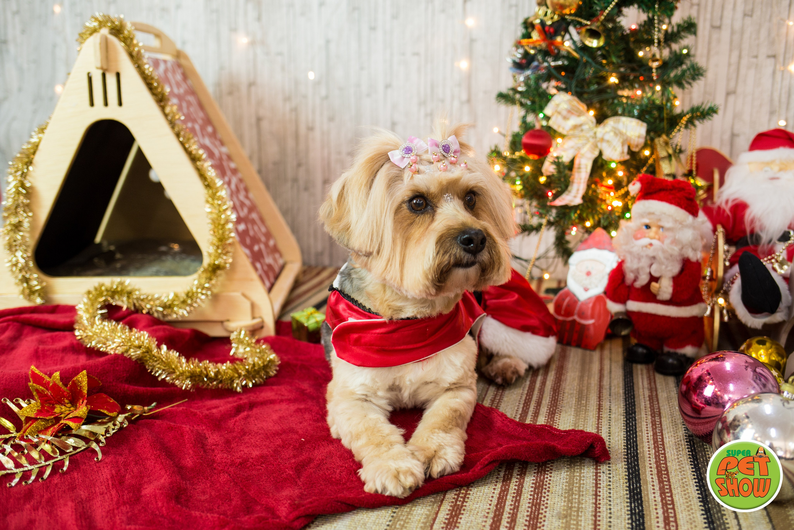 2019 — Natal encantado dos Pets. Fotografia Pet — estúdio, eventos, aniversários, ensaios temáticos