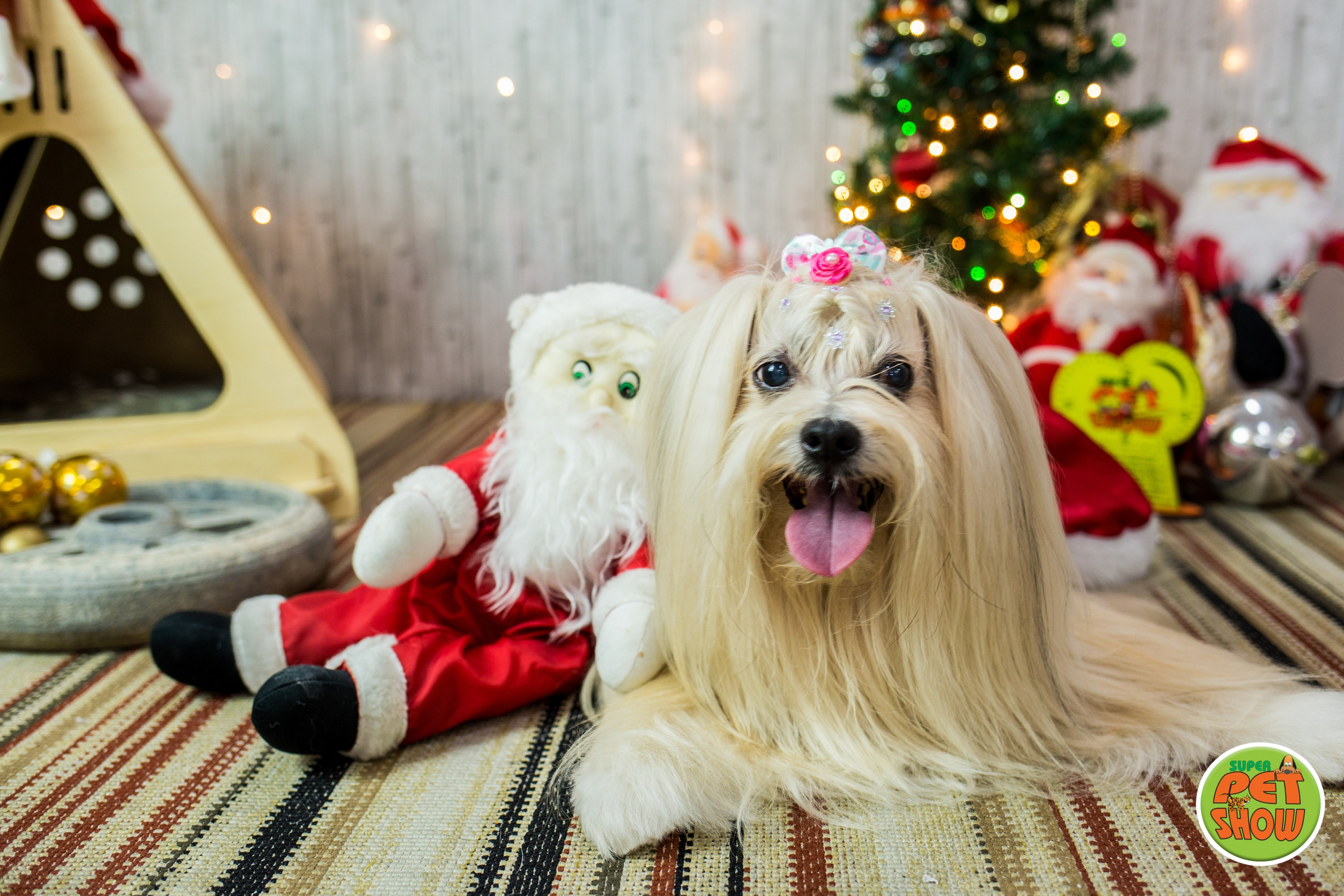 2019 — Natal encantado dos Pets. Fotografia Pet — estúdio, eventos, aniversários, ensaios temáticos