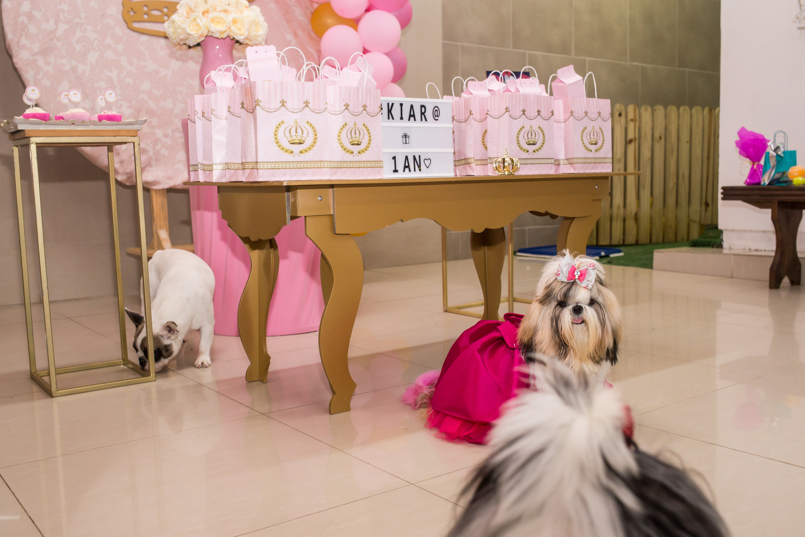 Kiara — 1 aninho. Fotografia Pet — estúdio, eventos, aniversários, ensaios temáticos