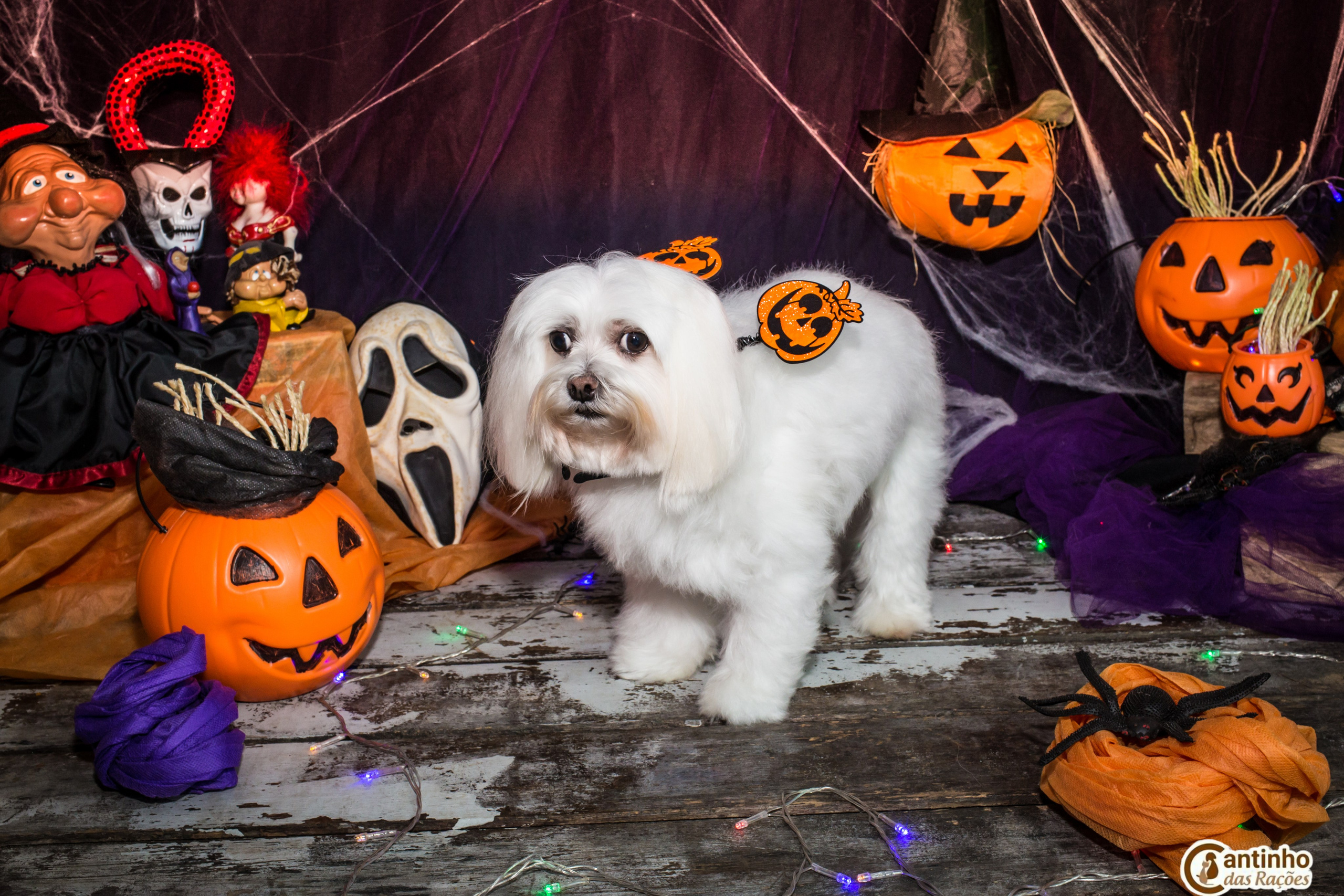 Hallowen — 2020 Doces ou travessuras. Fotografia Pet — estúdio, eventos, aniversários, ensaios temáticos