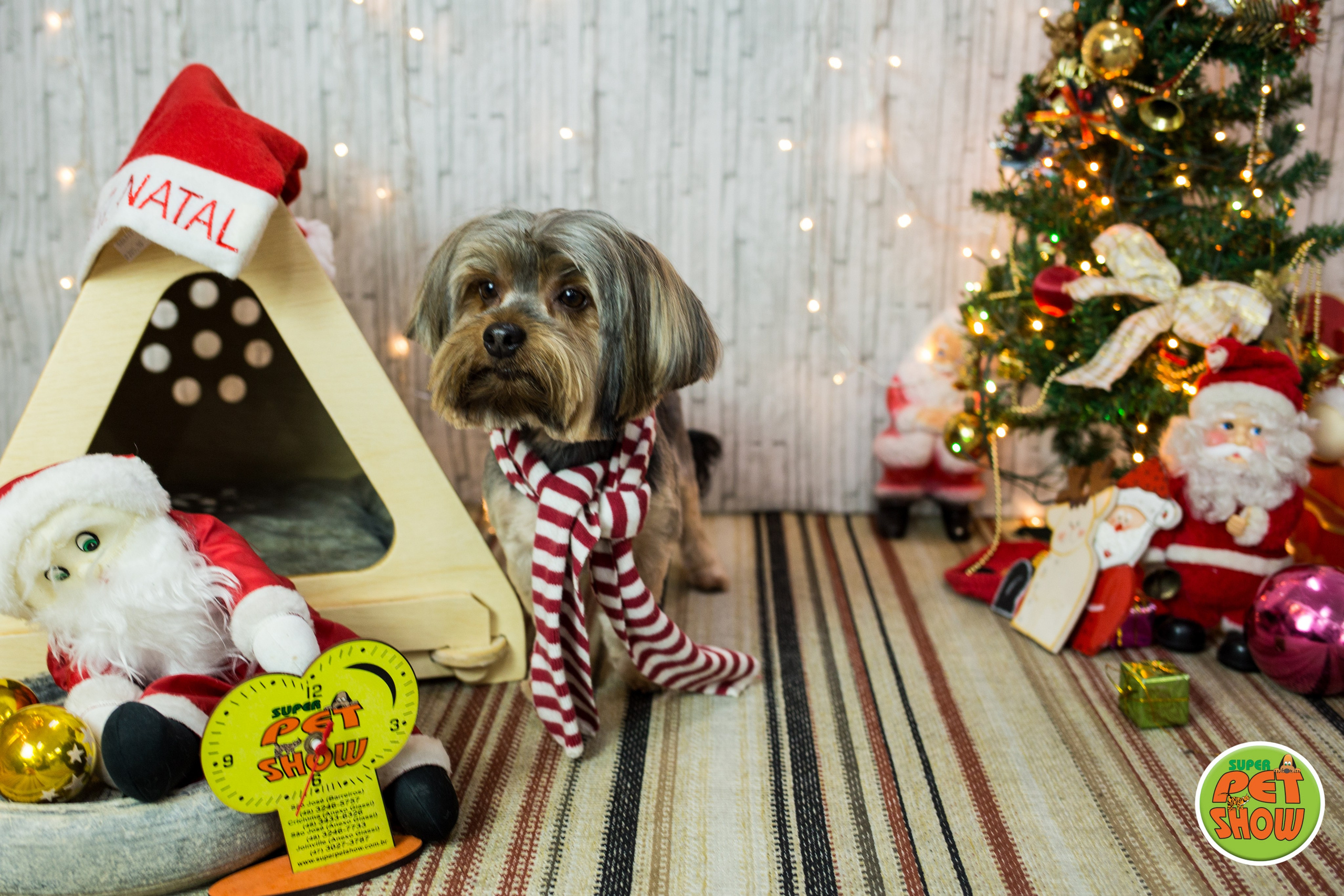 2019 — Natal encantado dos Pets. Fotografia Pet — estúdio, eventos, aniversários, ensaios temáticos