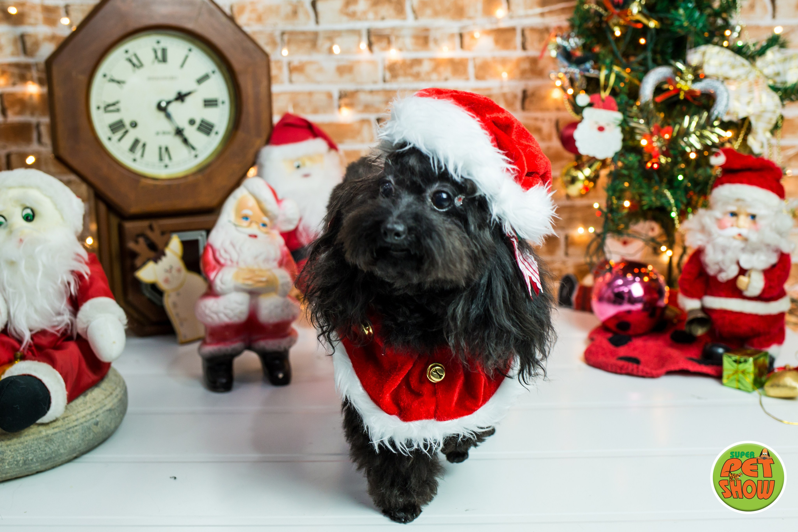 2019 — Natal encantado dos Pets. Fotografia Pet — estúdio, eventos, aniversários, ensaios temáticos