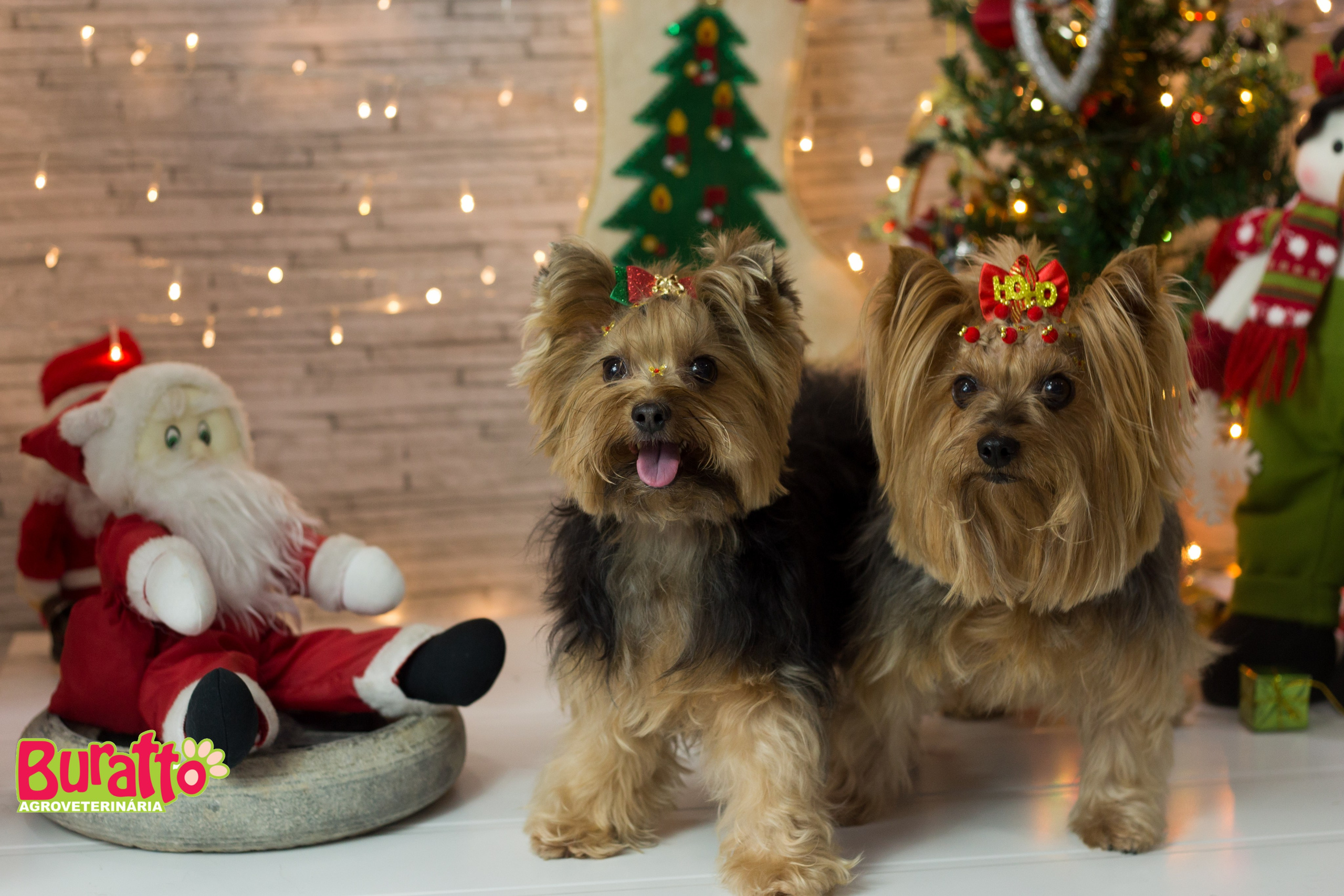 2018 — Natal encantado dos Pets. Fotografia Pet — estúdio, eventos, aniversários, ensaios temáticos