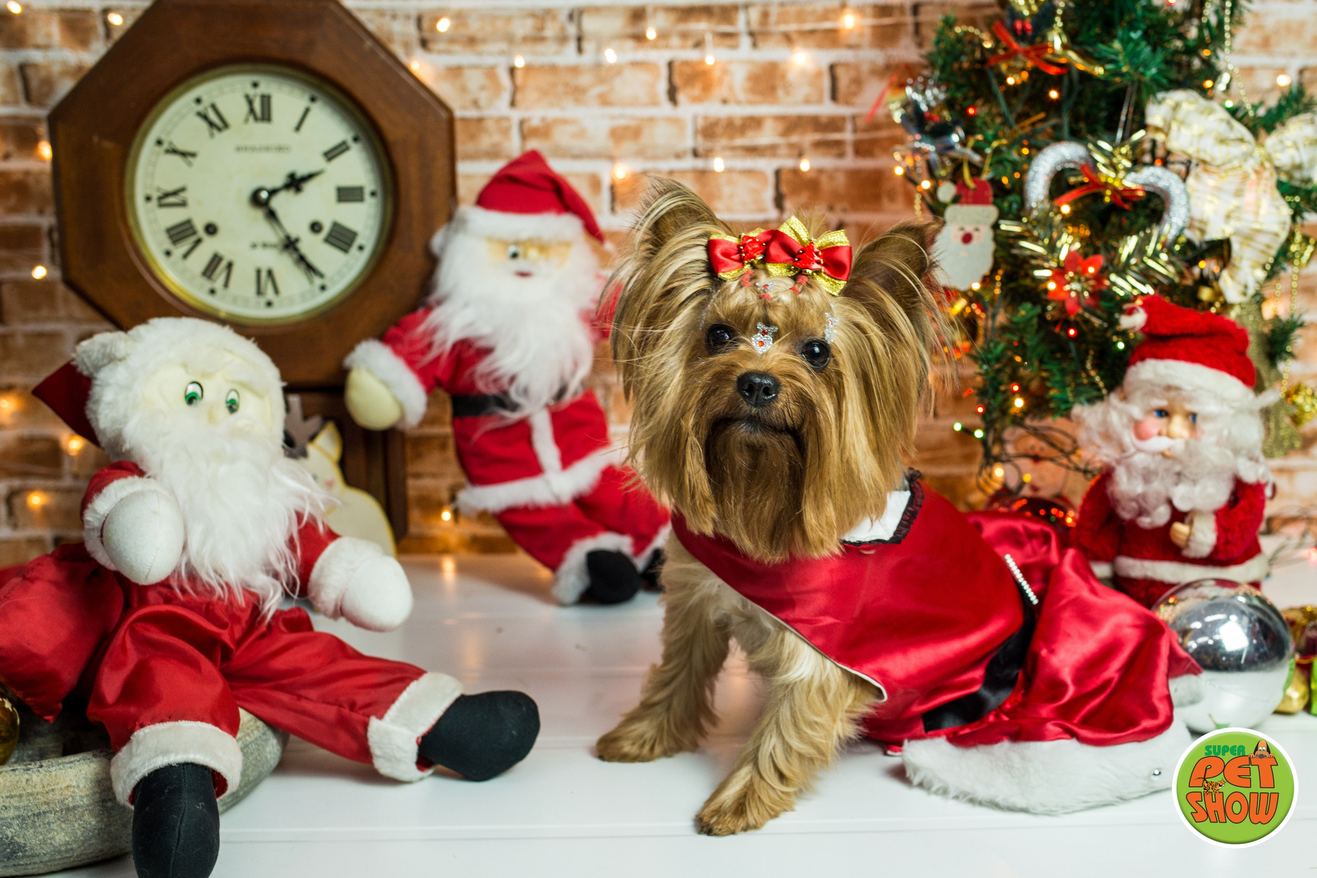 2019 — Natal encantado dos Pets. Fotografia Pet — estúdio, eventos, aniversários, ensaios temáticos