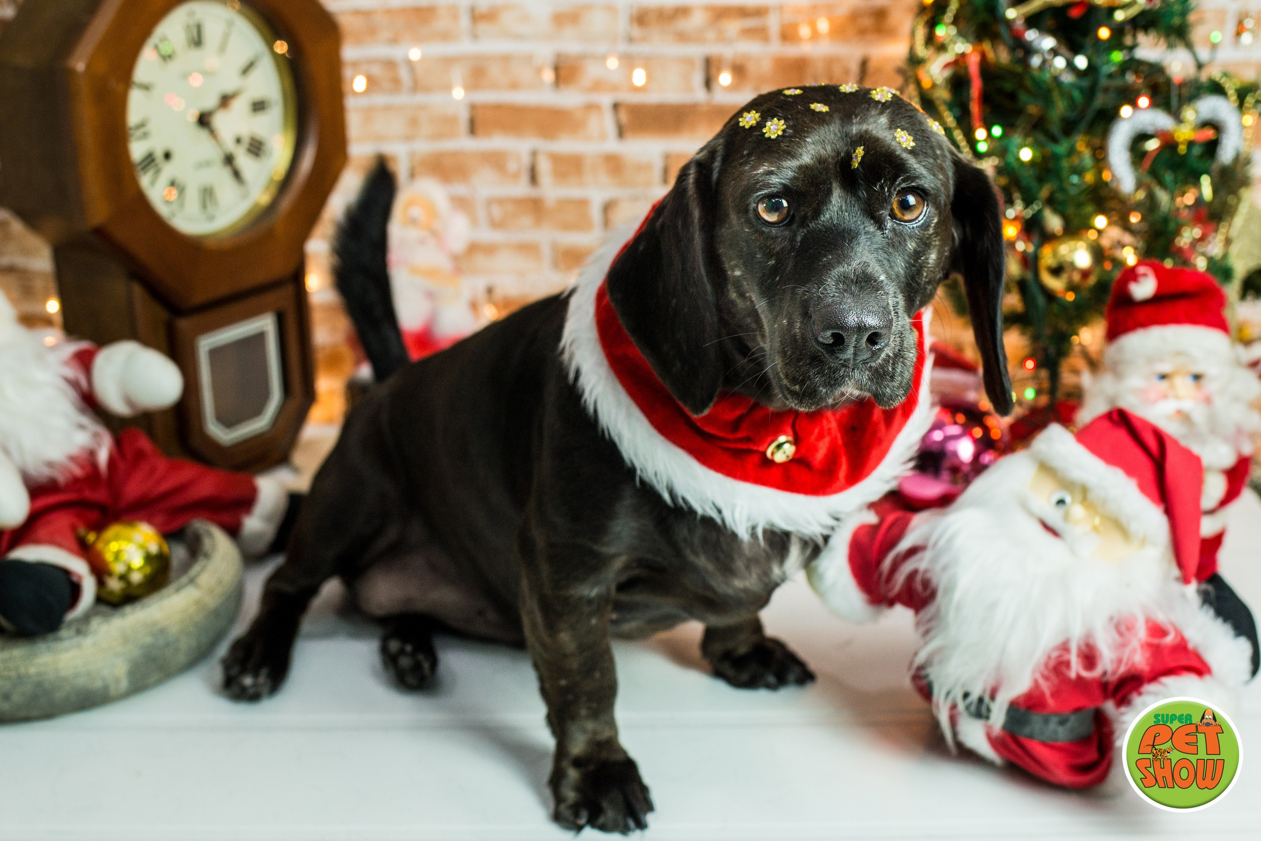 2019 — Natal encantado dos Pets. Fotografia Pet — estúdio, eventos, aniversários, ensaios temáticos