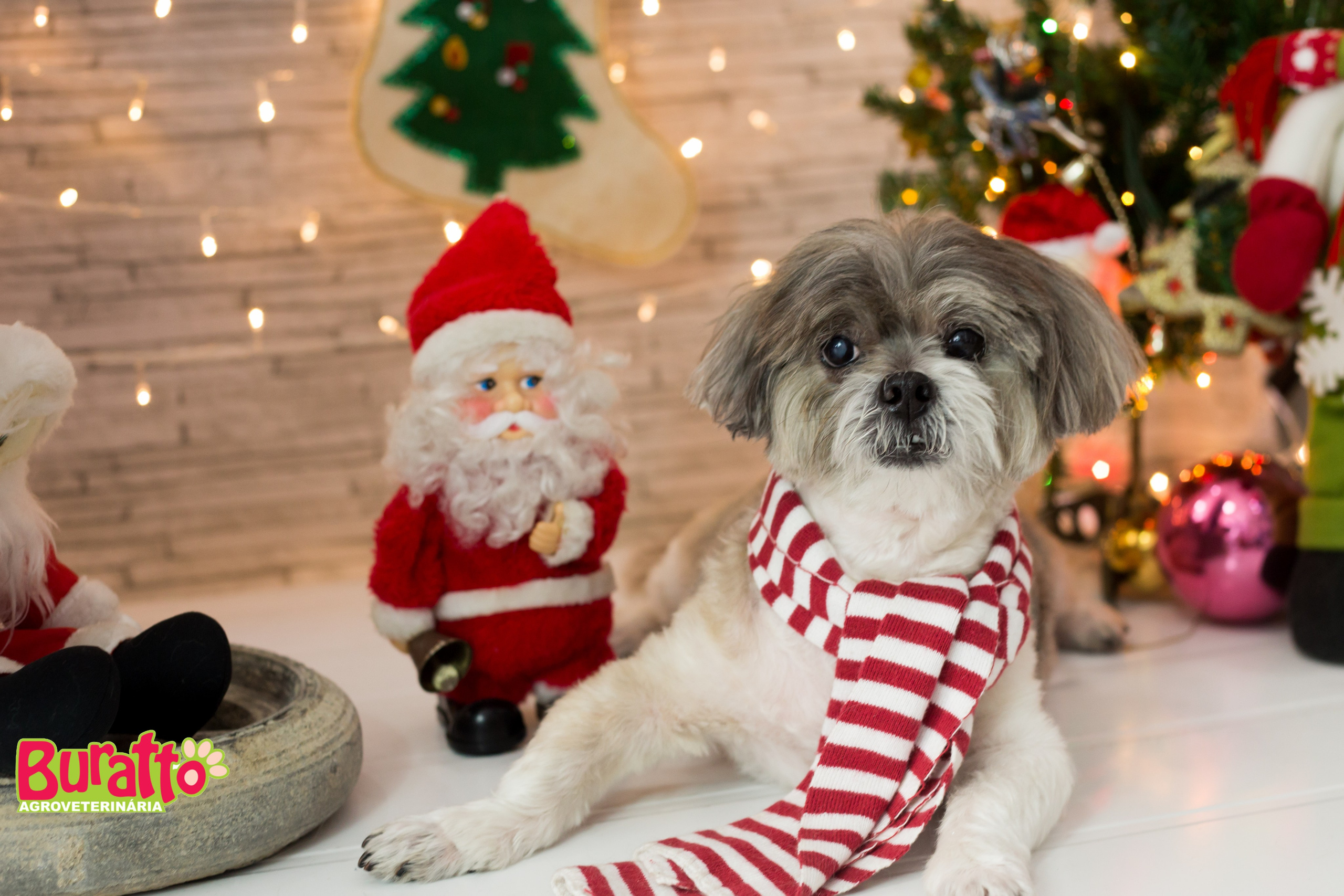 2018 — Natal encantado dos Pets. Fotografia Pet — estúdio, eventos, aniversários, ensaios temáticos